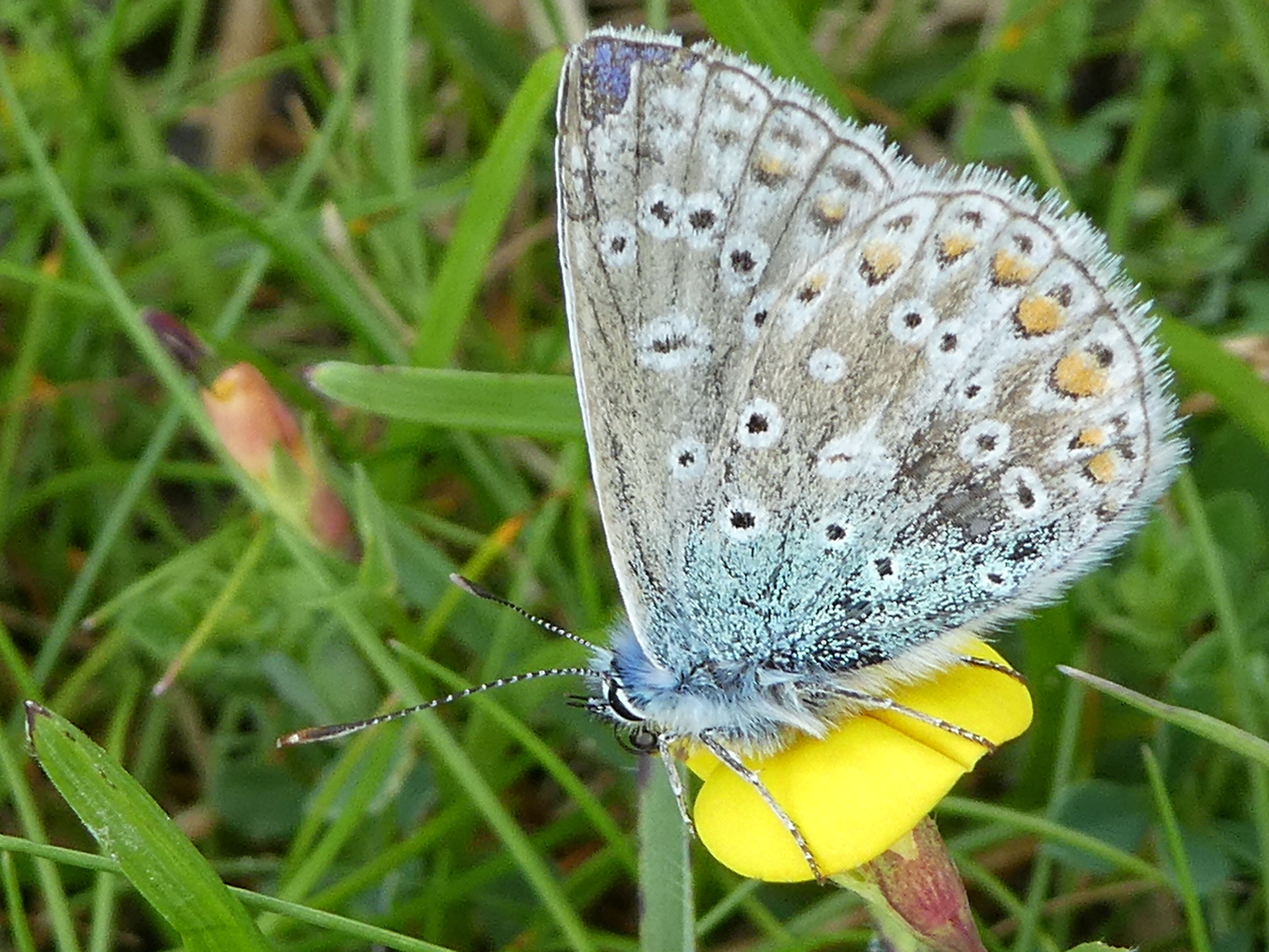 Stephen Batt - Cornish butterfly photos