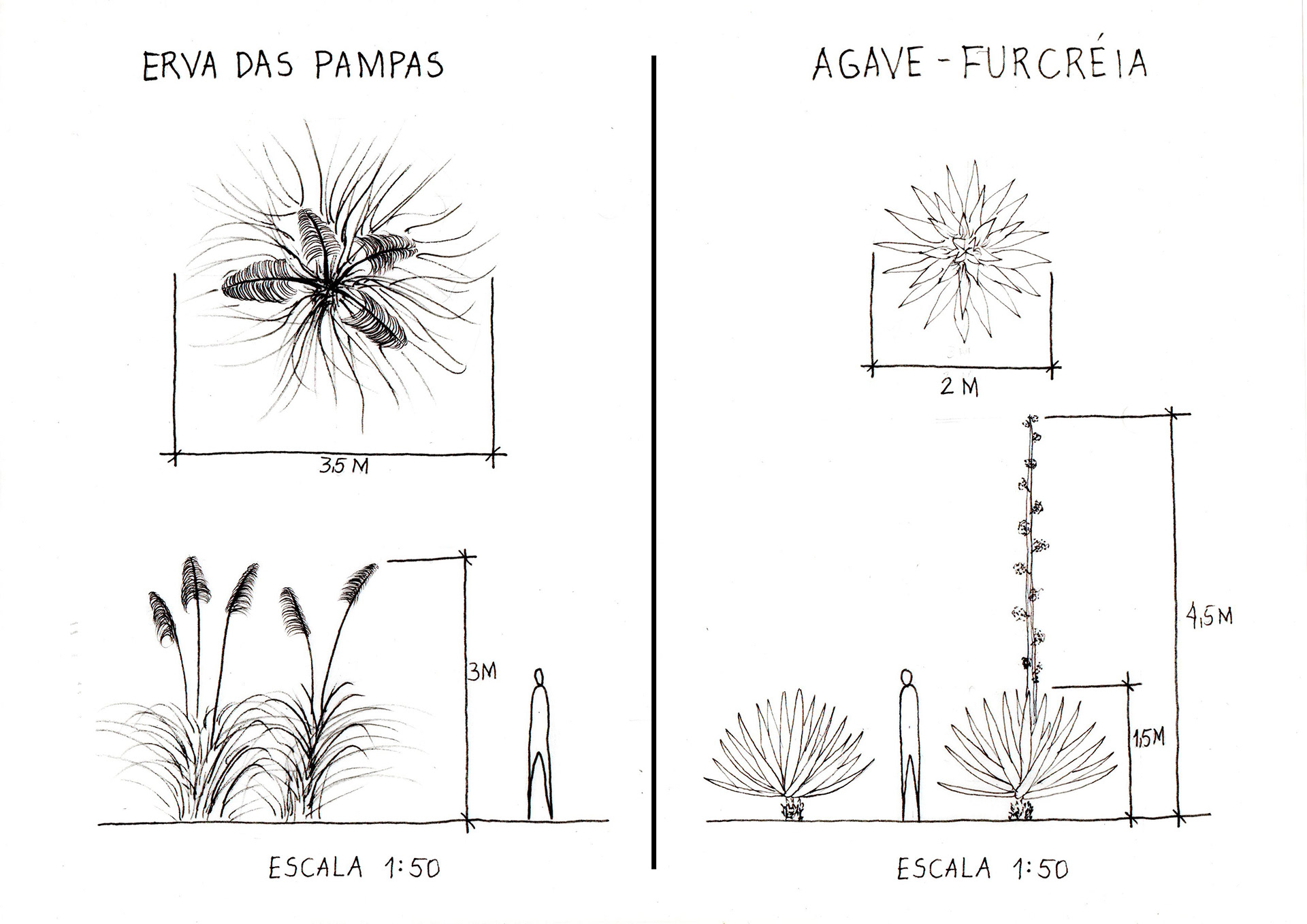 vegetação  Aula de Paisagismo