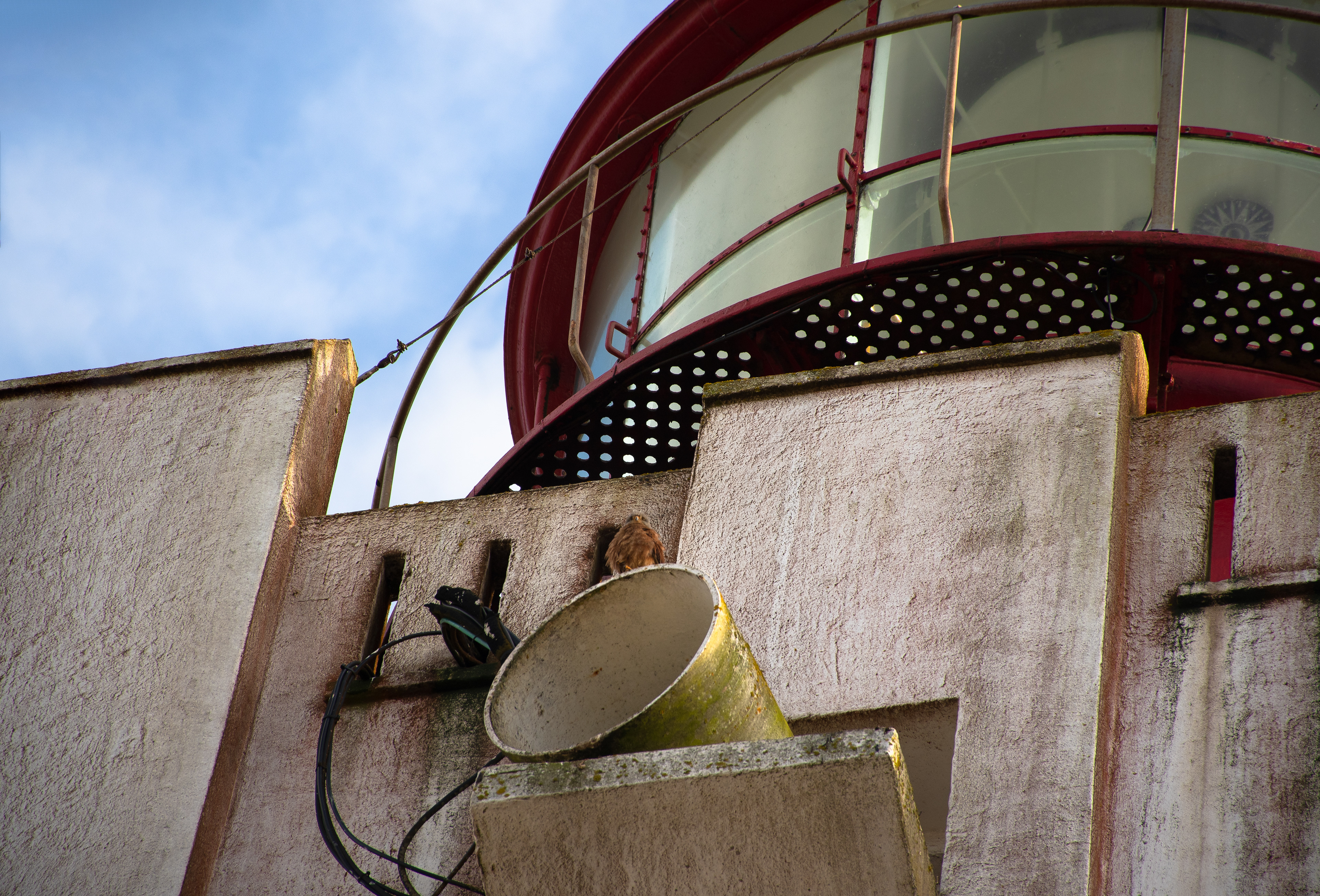 A Kestrel pair has nested in the foghorn of the lighthouse