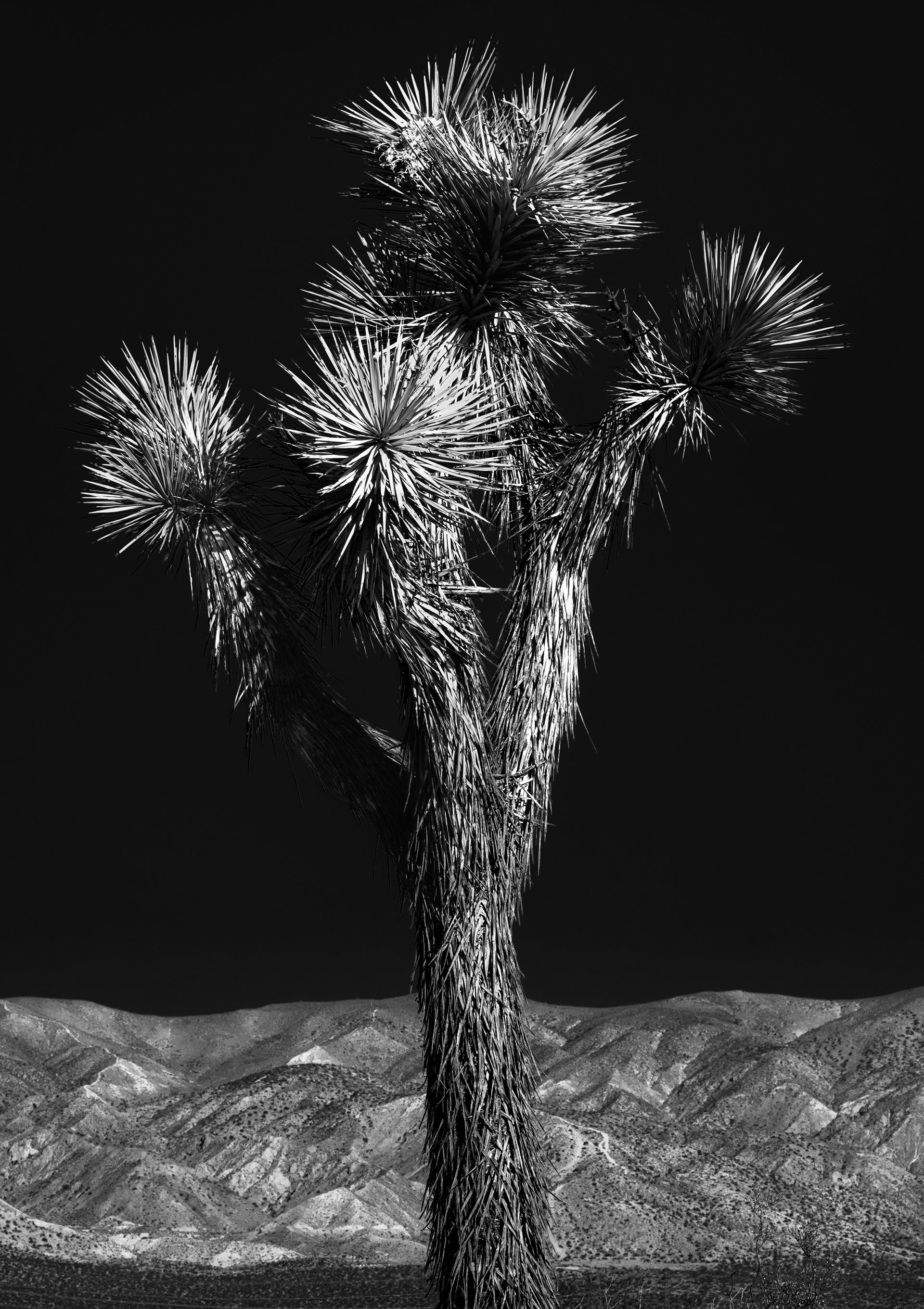 Joshua Tree, Red Rock Canyon, California