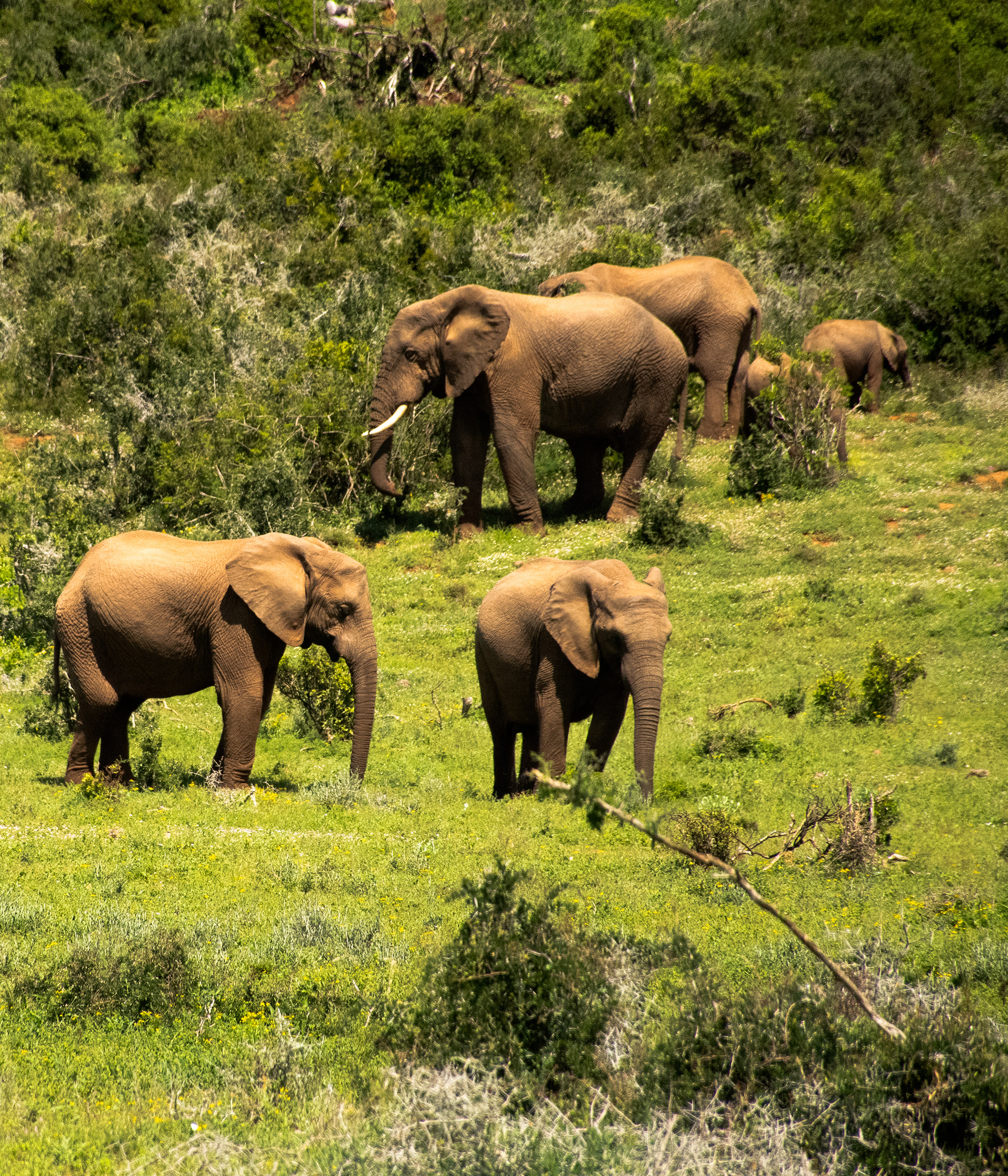 Addo Elephant National Park