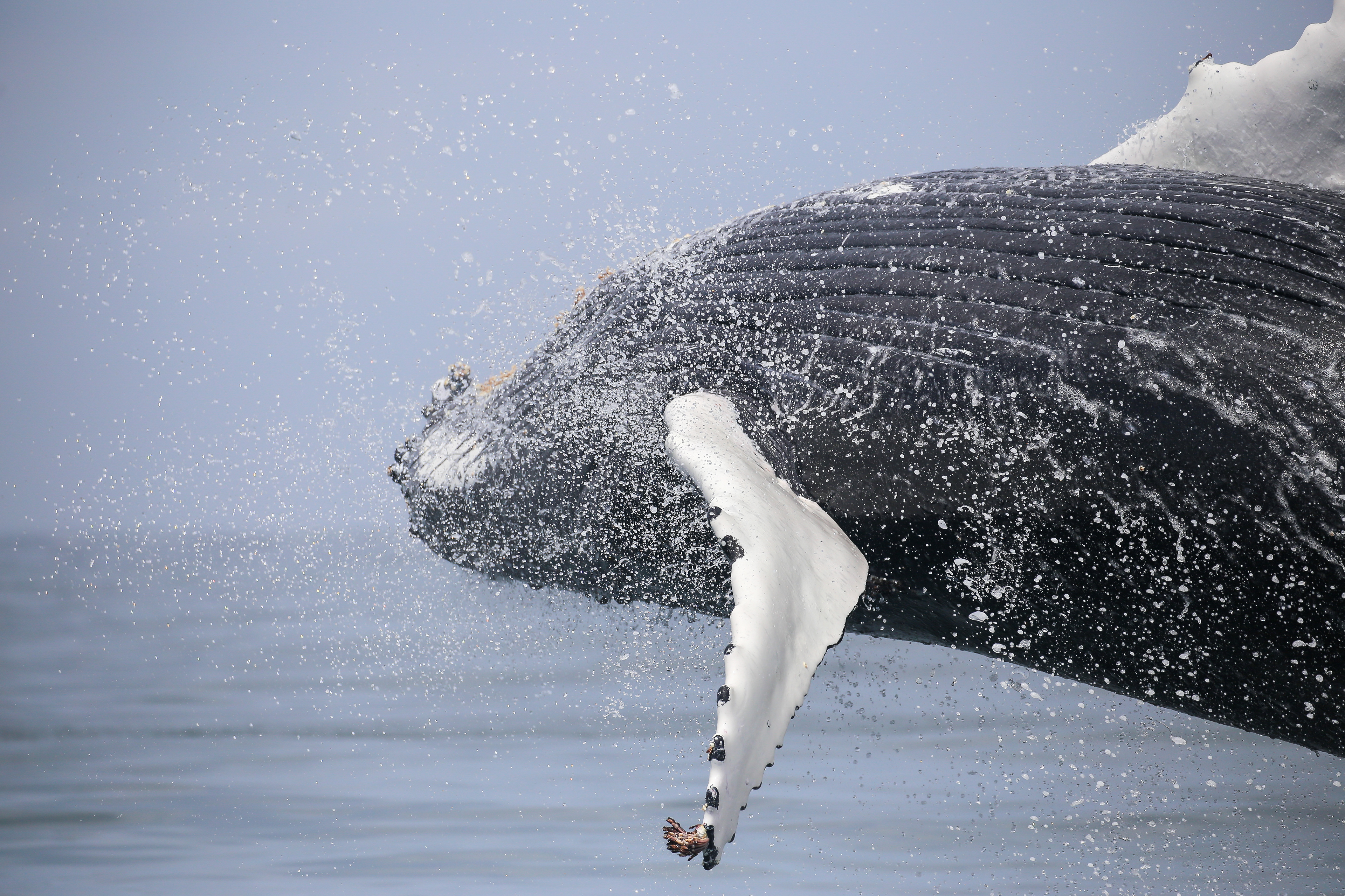 A humpback whale puts on a breaching show off the coast of Paternoster