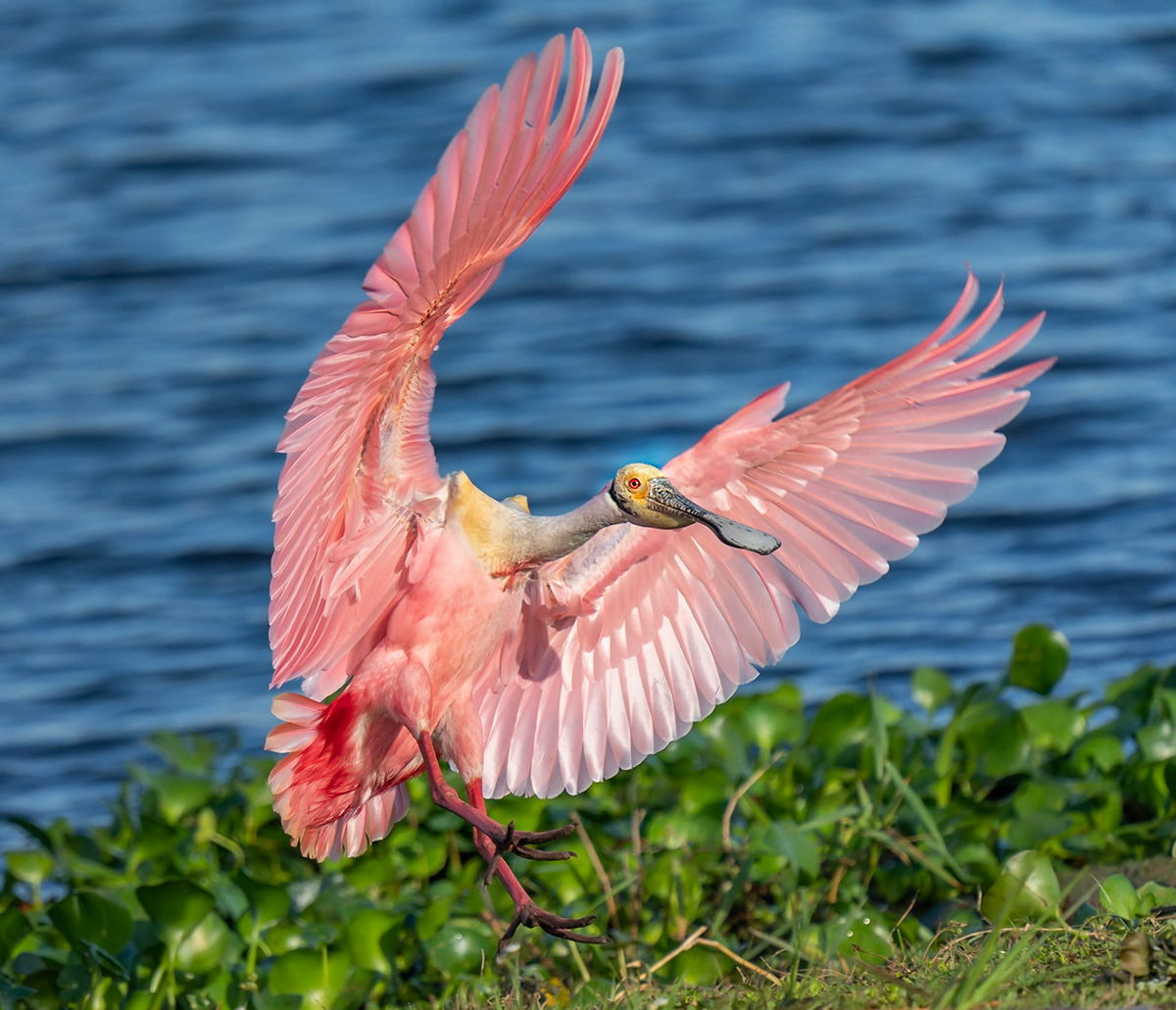 Jeffery Faulkner - Birds In Flight (FEATHERS)