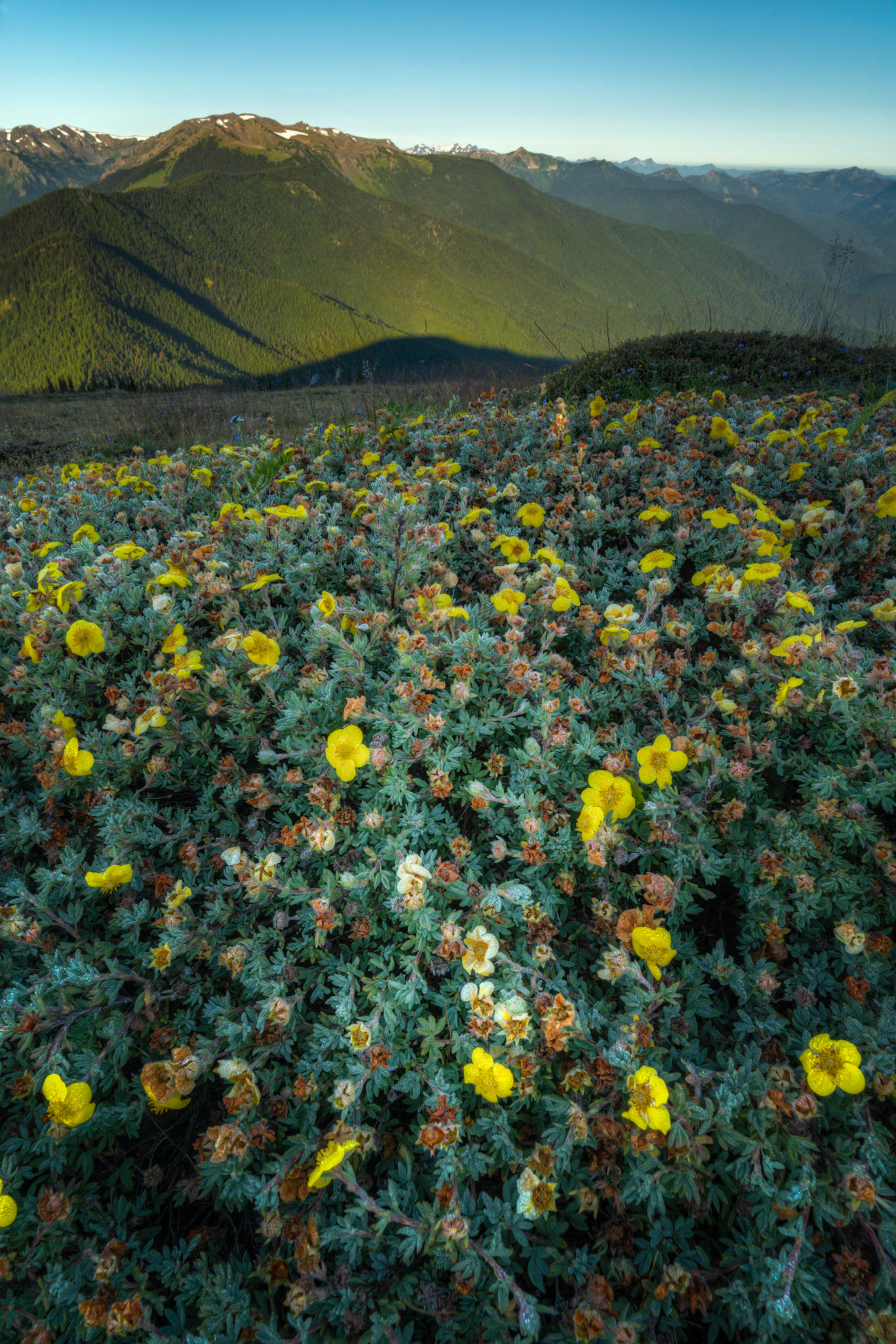 c i n q u e f o i l  1076