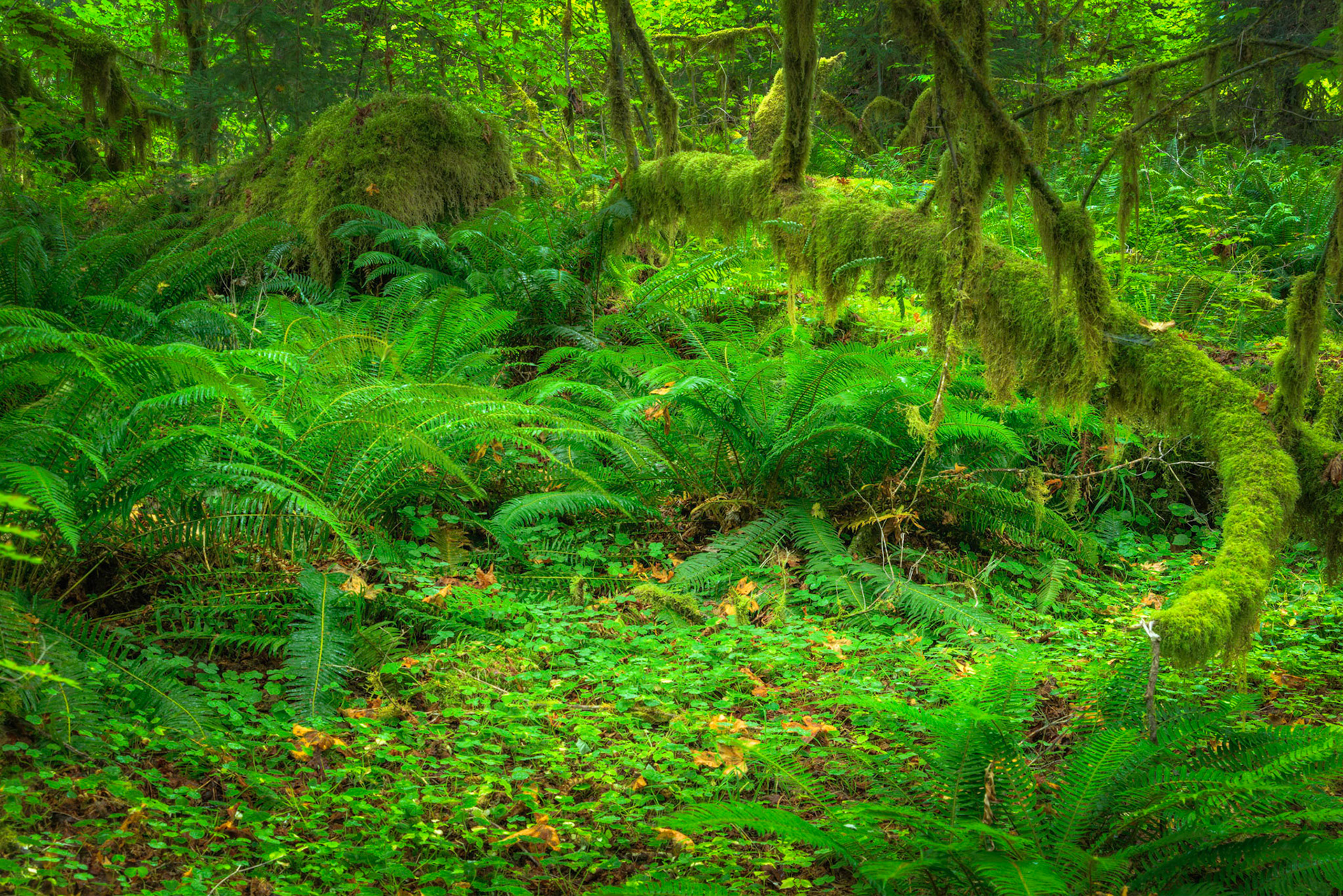 Hall of Mosses, Hoh Rainforest.Olympic National ParkWashingtonAugust 2, 2016This is an HDR image consisting of 5 exposures merged in Photomatix Pro. Additional processing in Lightroom and Photoshop.PENTAX K-1, TAMRON 28-300mm F3.5-6.3 Ultra zoom XRISO 100 53 mm  8.0 sec at ƒ / 11