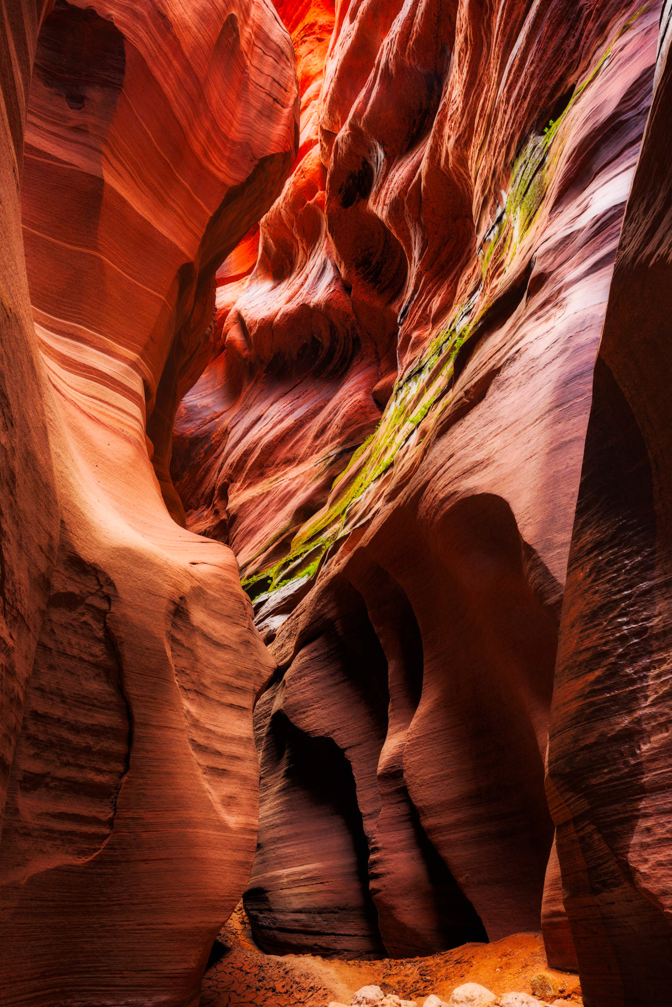 Even on the walls of a deep slot canyon, life finds a way to survive.Grand Staircase - Escalante National MonumentUtahNovember 13, 2017PENTAX K-1, HD PENTAX-D FA 24-70mm F2.8ED SDM WRISO 100 29 mm  1.6 sec at ƒ / 11