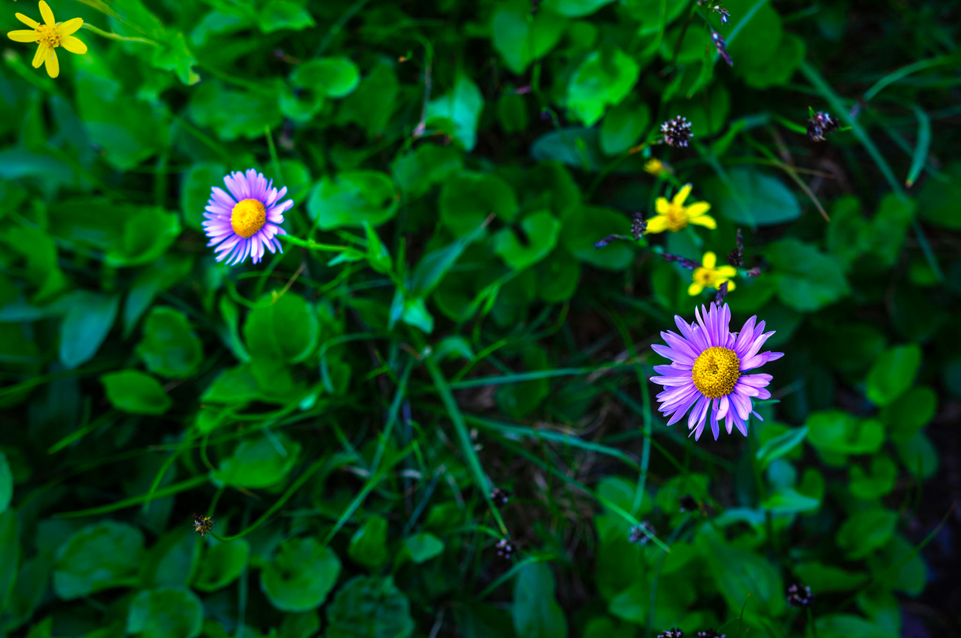 Alpine Asters growing in the shade of the boardwalk of the trail above Logan Pass.Glacier National ParkJuly 31, 2015PENTAX K-3, Sigma 18-35mm f/1.8 DC HSM ArtISO 100 35 mm  ¹⁄₈₀ sec at ƒ / 3.2