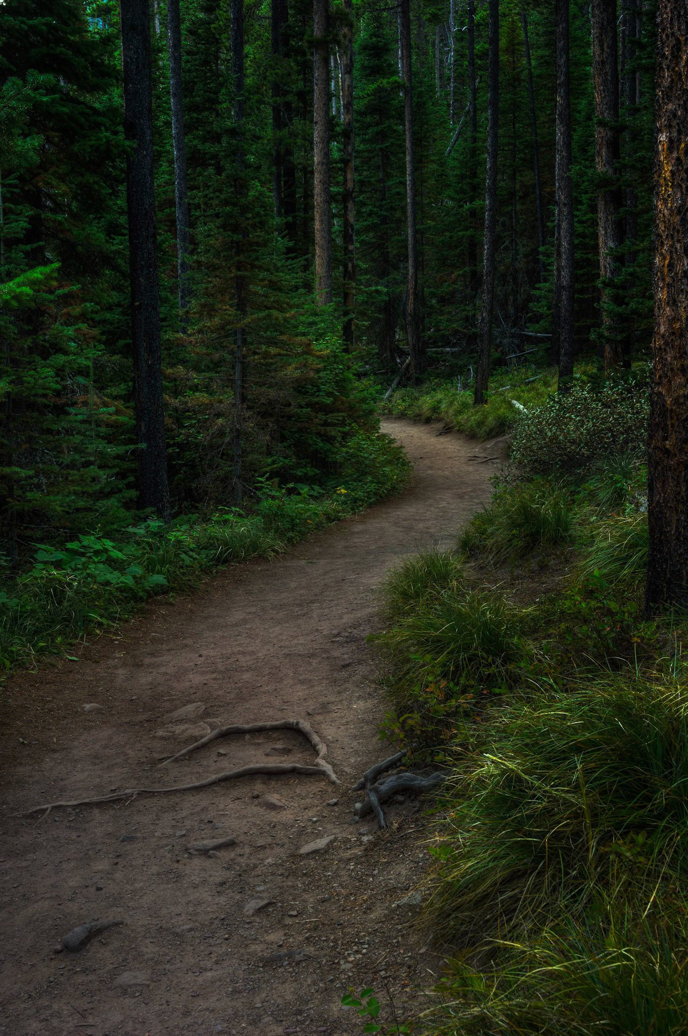 t h e  w i n d i n g  p a t h  15932Waterton Lakes National ParkAugust 2, 2015This is an HDR image consisting of 5 exposures merged in Photomatix Pro. Additional processing in Lightroom and Photoshop.PENTAX K-3, Sigma 18-35mm f/1.8 DC HSM ArtISO 100 31 mm  1.0 sec at ƒ / 11