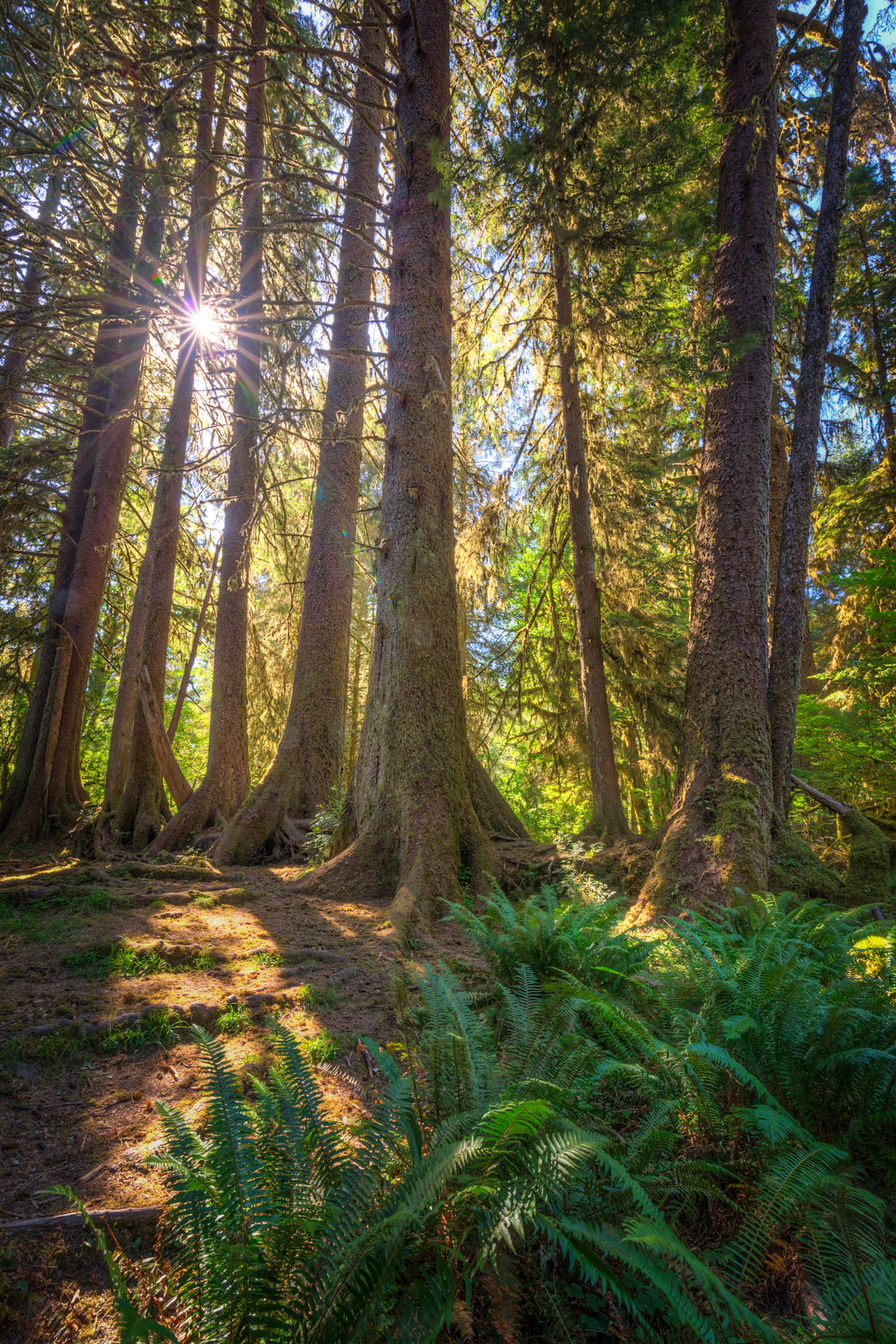 Siblings that took root on a fallen log, long, long ago.Olympic National ParkWashingtonJuly 29, 2016This is an HDR image consisting of 5 exposures merged in Photomatix Pro. Additional processing in Lightroom and Photoshop.PENTAX K-1, HD PENTAX-D FA 15-30mm F2.8ED SDM WRISO 100 15 mm  0.3 sec at ƒ / 18