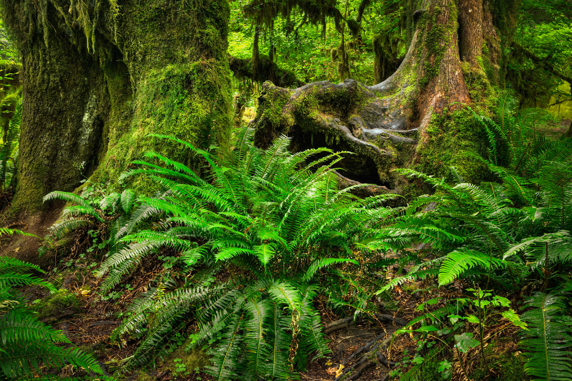 Along the Hall of Mosses, in the Hoh Rainforest.Olympic National ParkWashingtonAugust 2, 2016This is an HDR image consisting of 5 exposures merged in Photomatix Pro. Additional processing in Lightroom and Photoshop.PENTAX K-1, TAMRON 28-300mm F3.5-6.3 Ultra zoom XRISO 100 39 mm  5.0 sec at ƒ / 11