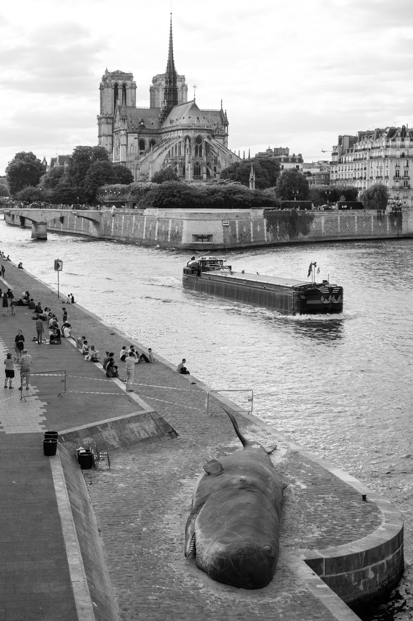 Cachalot echoué devant notre dame...© Pierre Suu 2017 All Rights Reserved