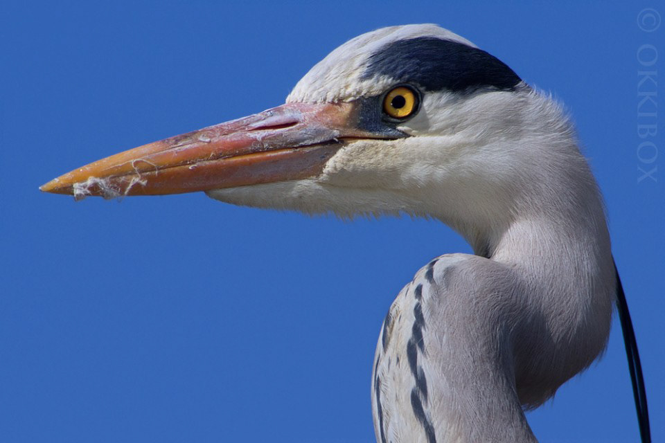 Joris Schuurdak (Blauwe reiger)
