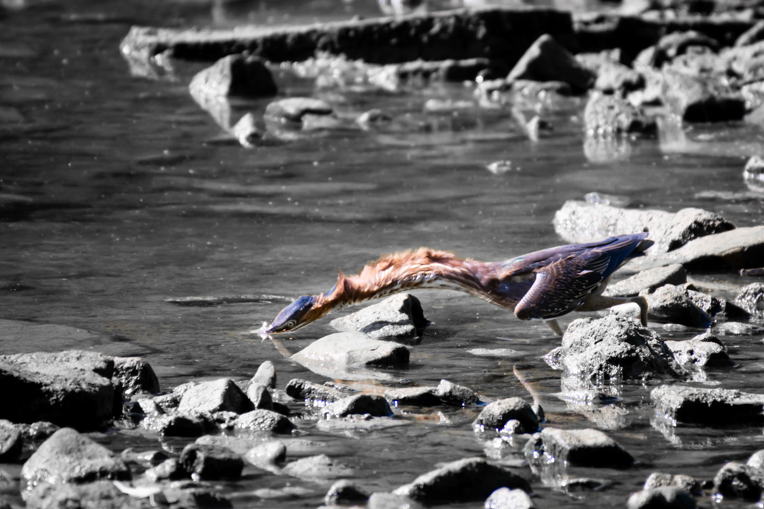 Green Heron Striking