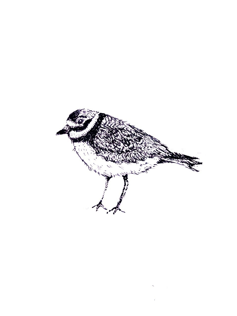 Plover