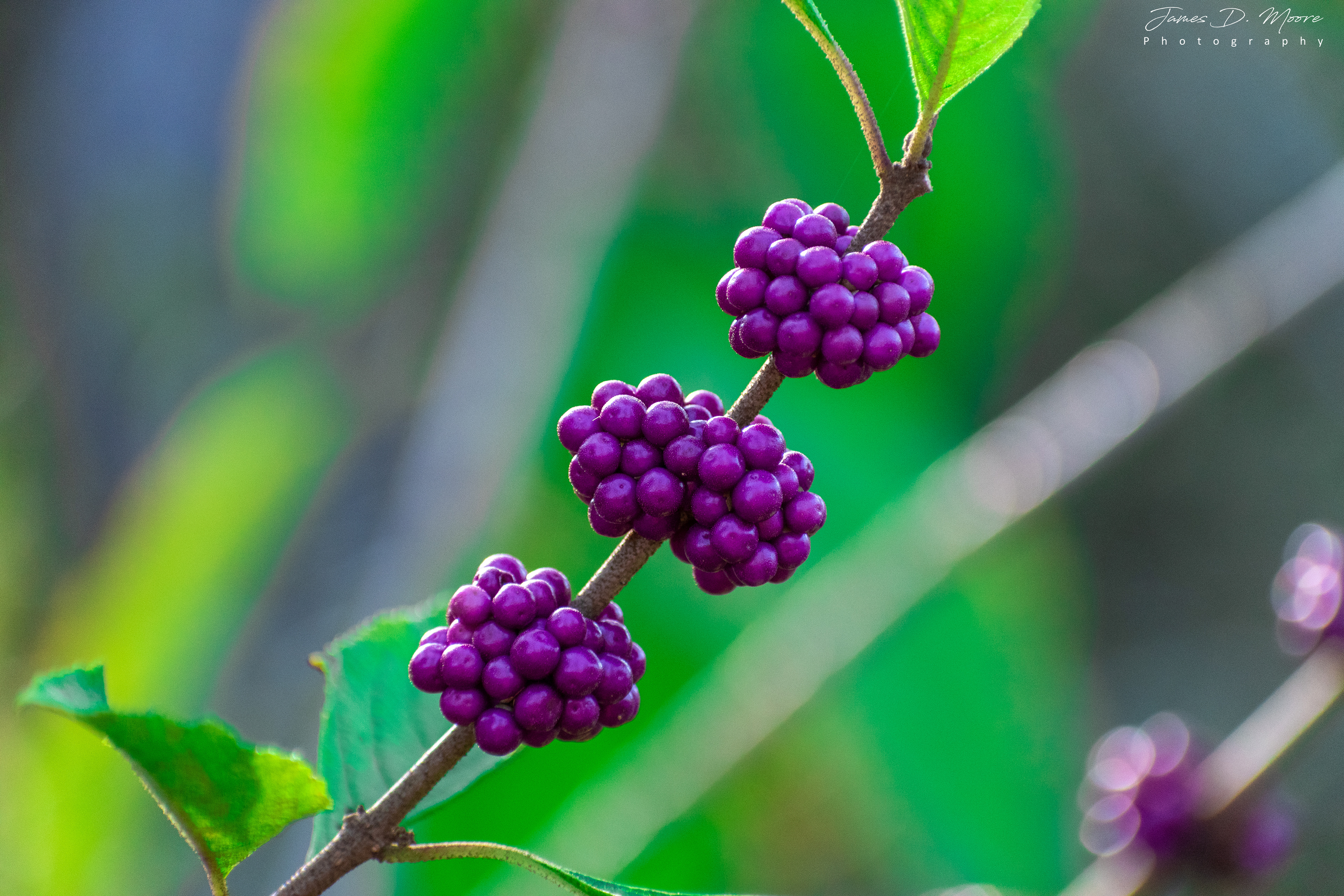 Amethyst Japanese Beautyberry