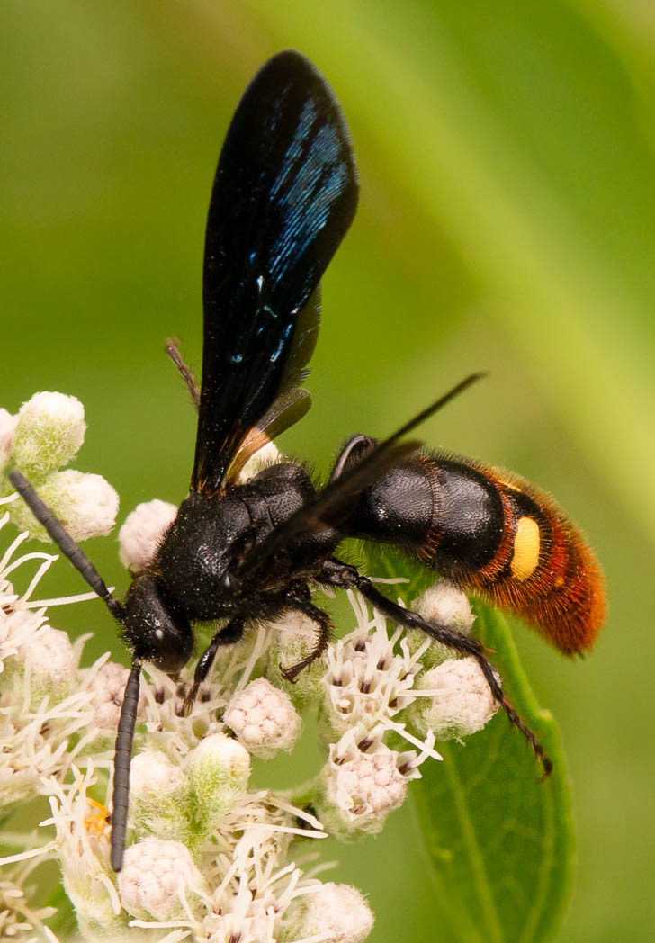 David H. M. Gray Photography - Blue-Winged Wasp