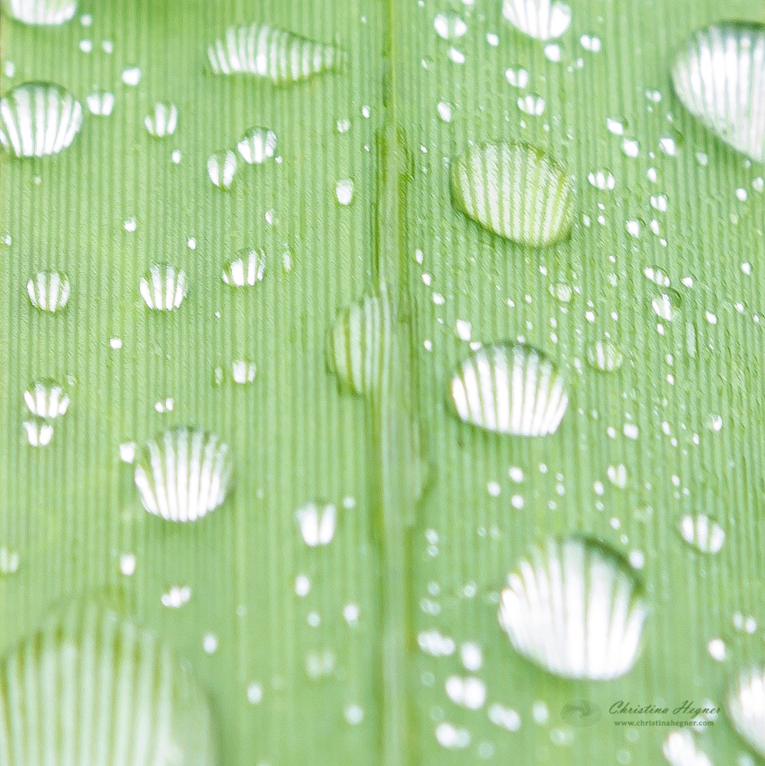 Shells on a leaf