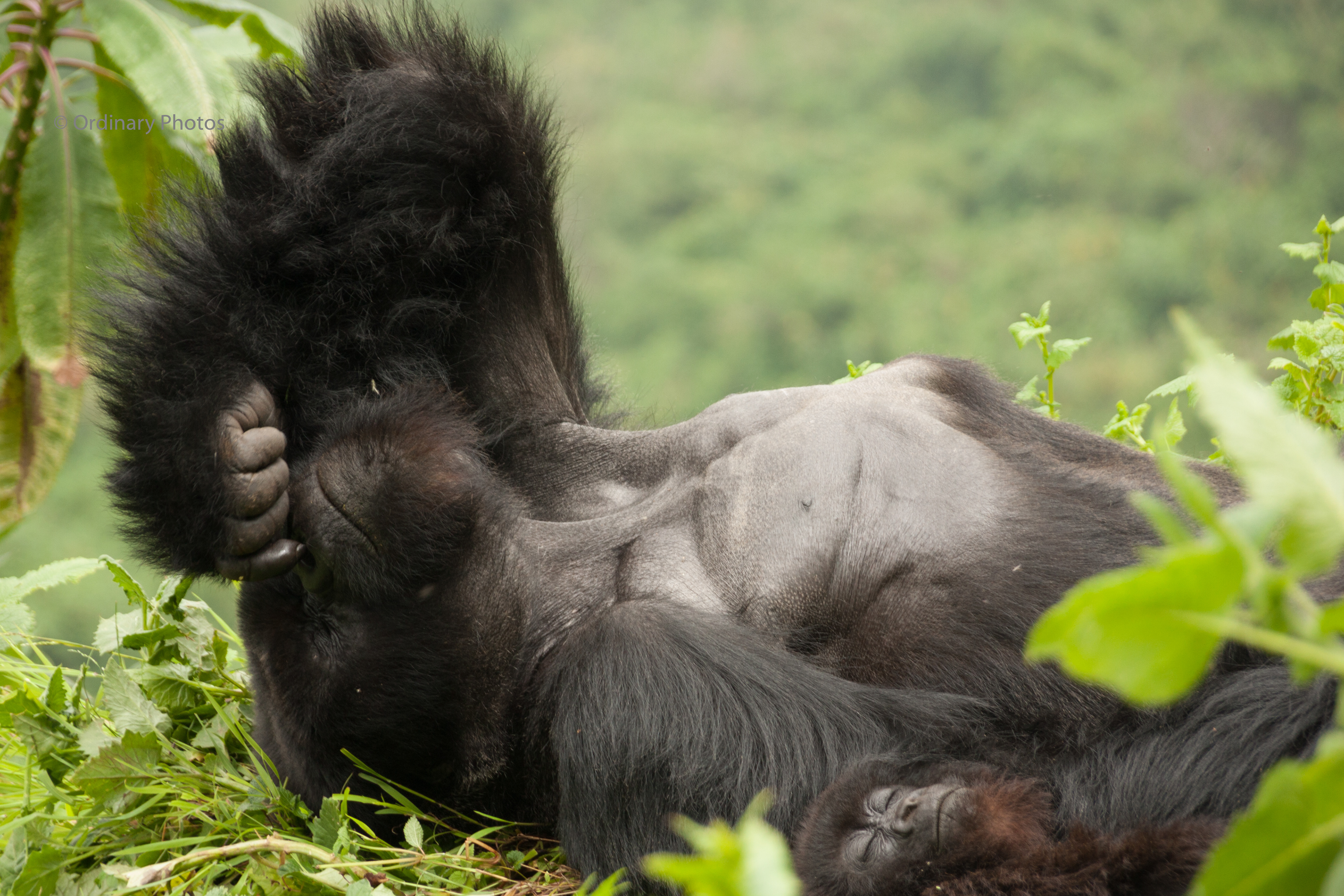 Een slapende berggorilla met een jong in het Volcanoes National Park in Rwanda