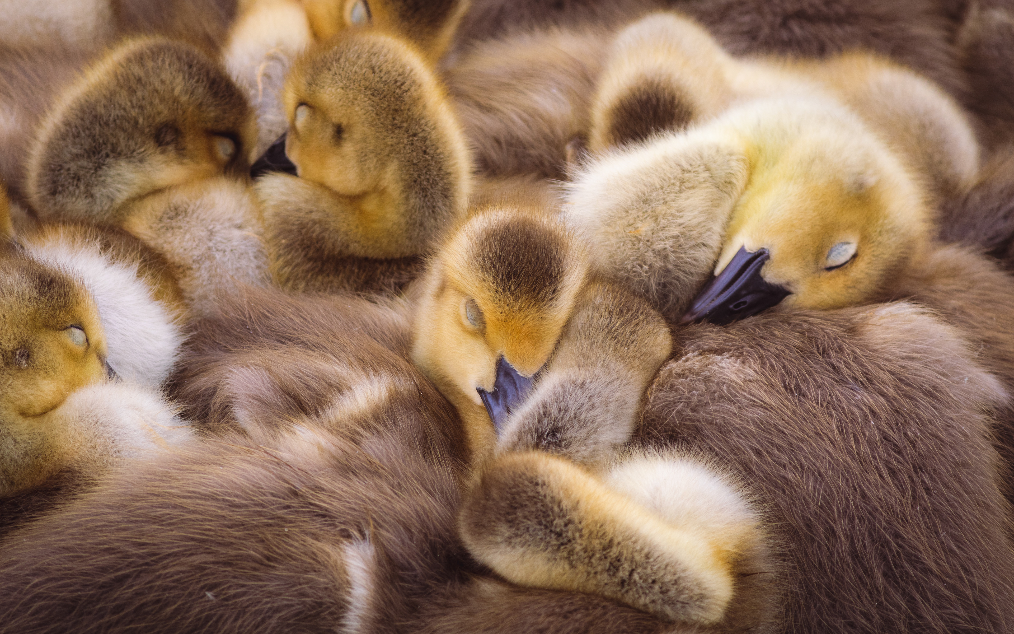 Sleeping Goslings, UK, 2021