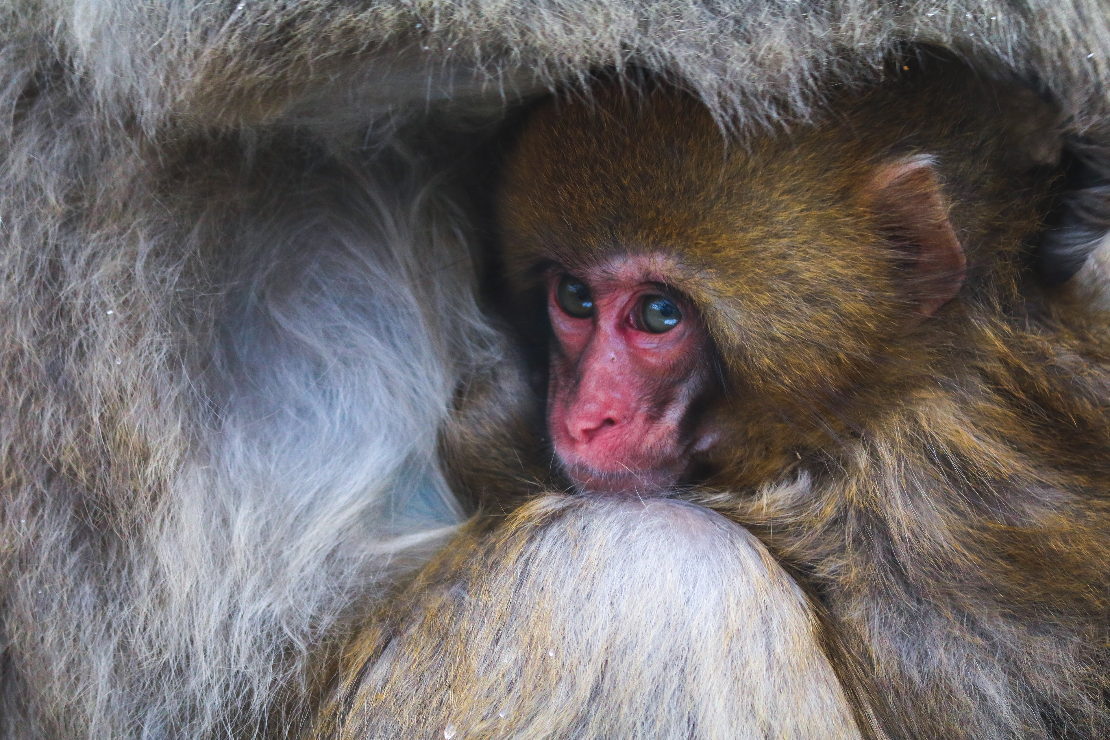 Baby snow monkey, Japan, 2019