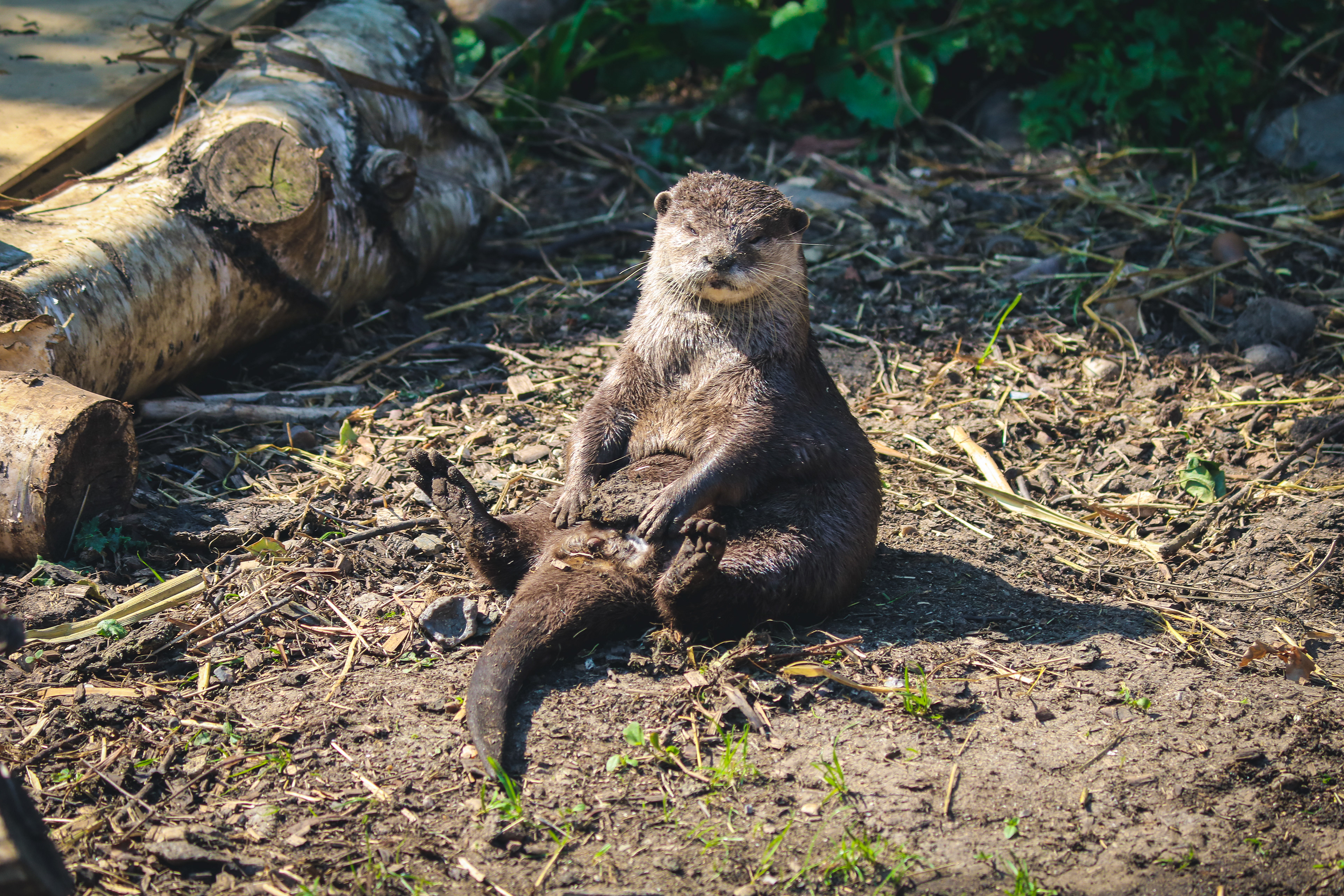 Otter just chilling, UK, 2019