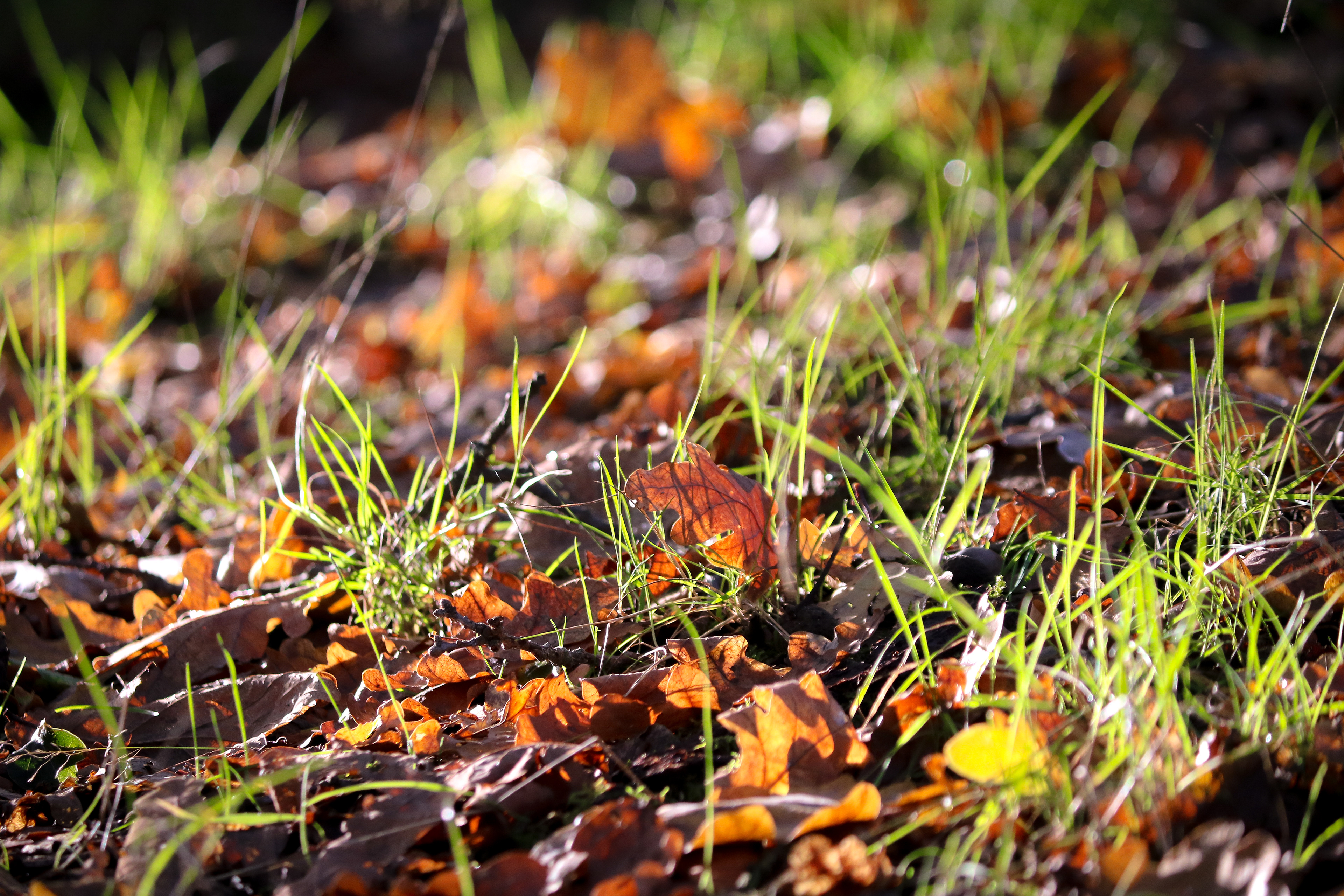 Autumn setting in at Epping Forest, UK, 2019