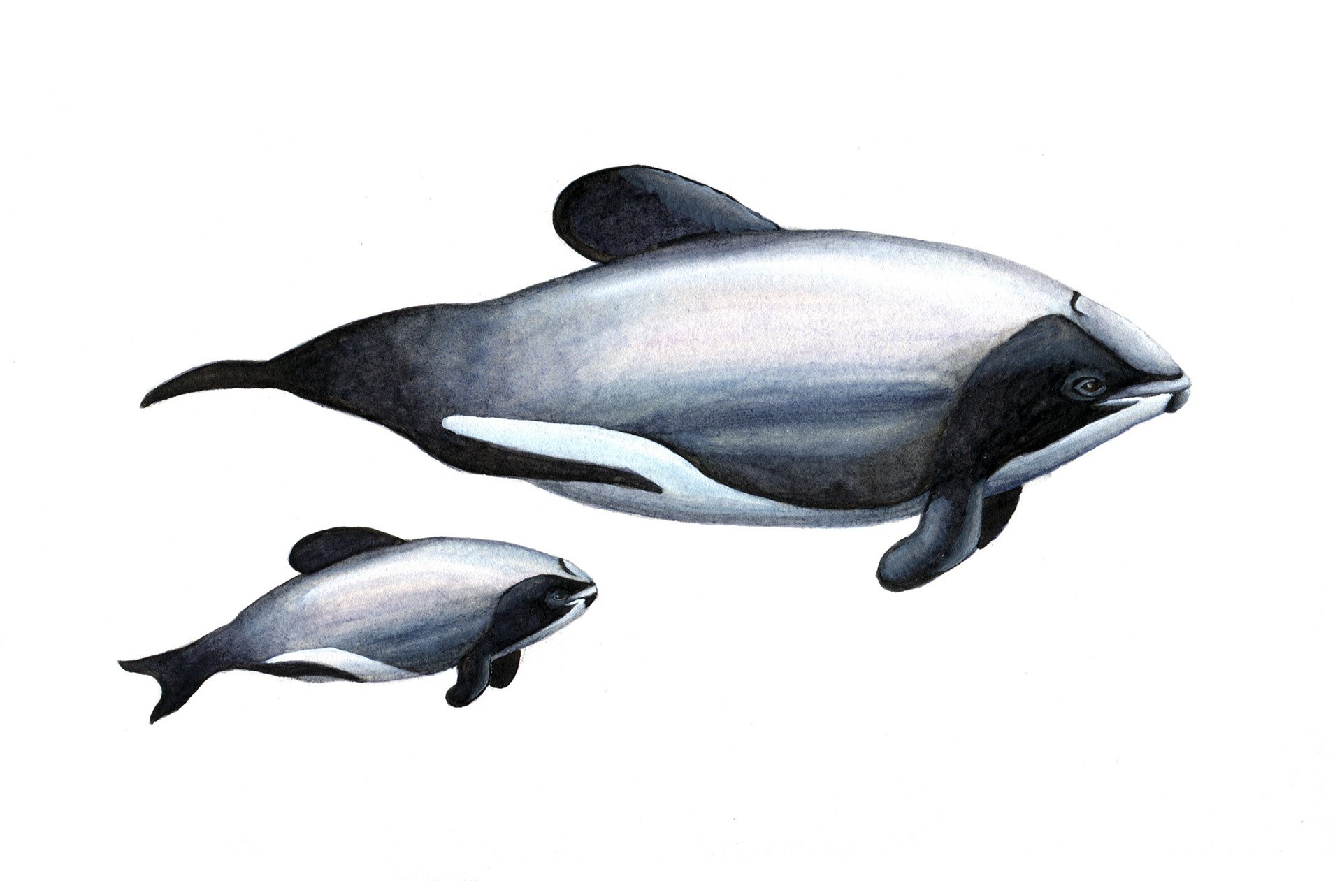 Дельфин Мауи