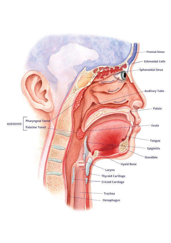 anatomy of the ear canal and sinuses