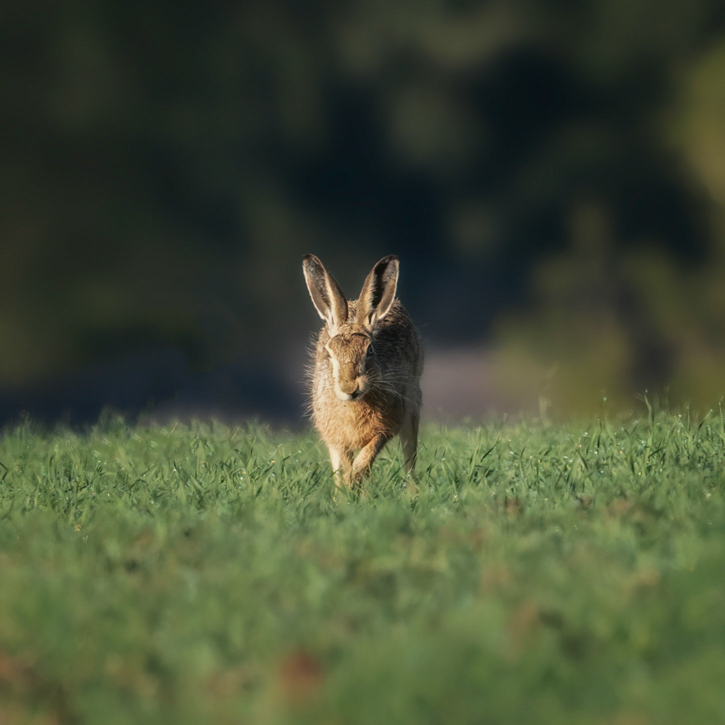 Early Morning Hare 1