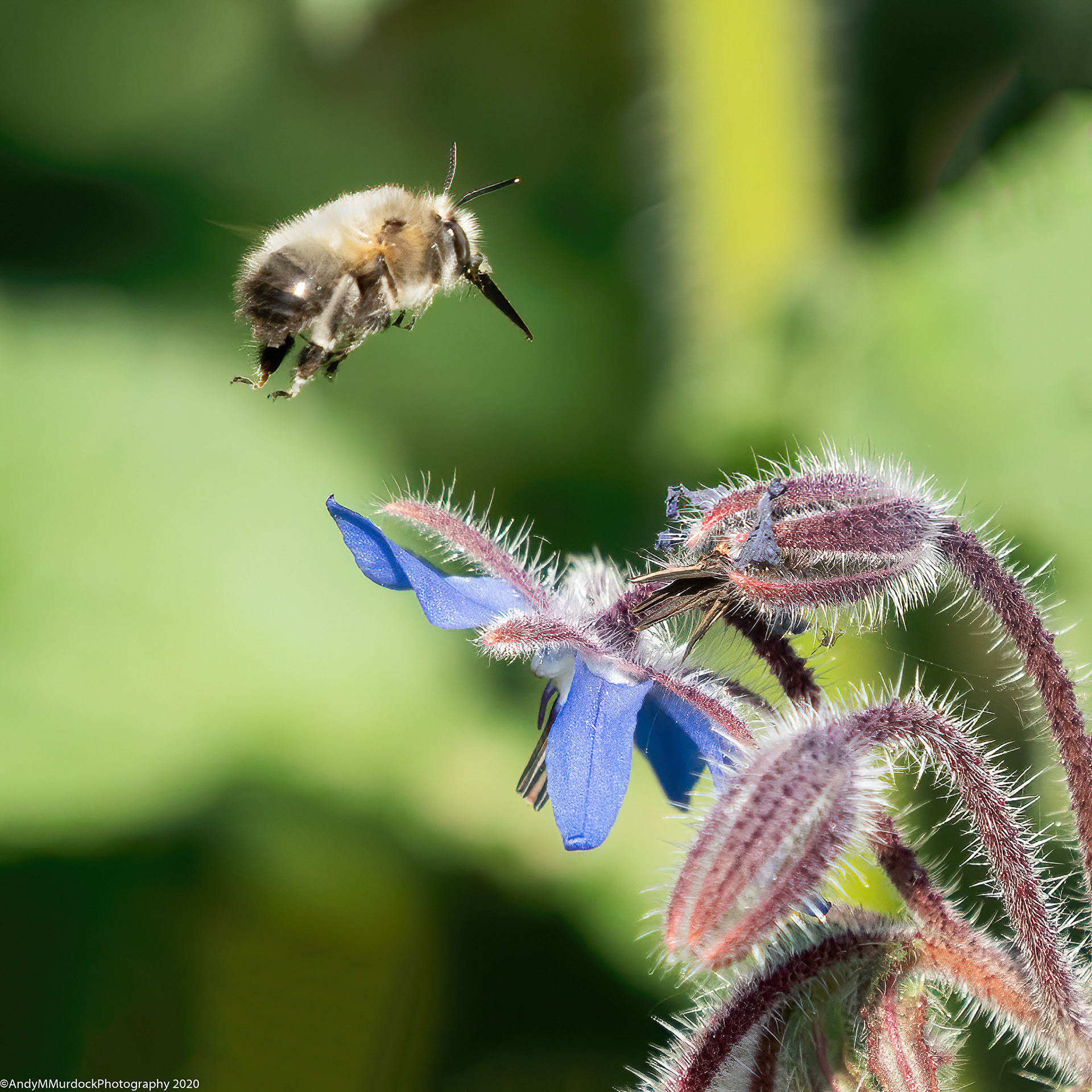 Bee Fly