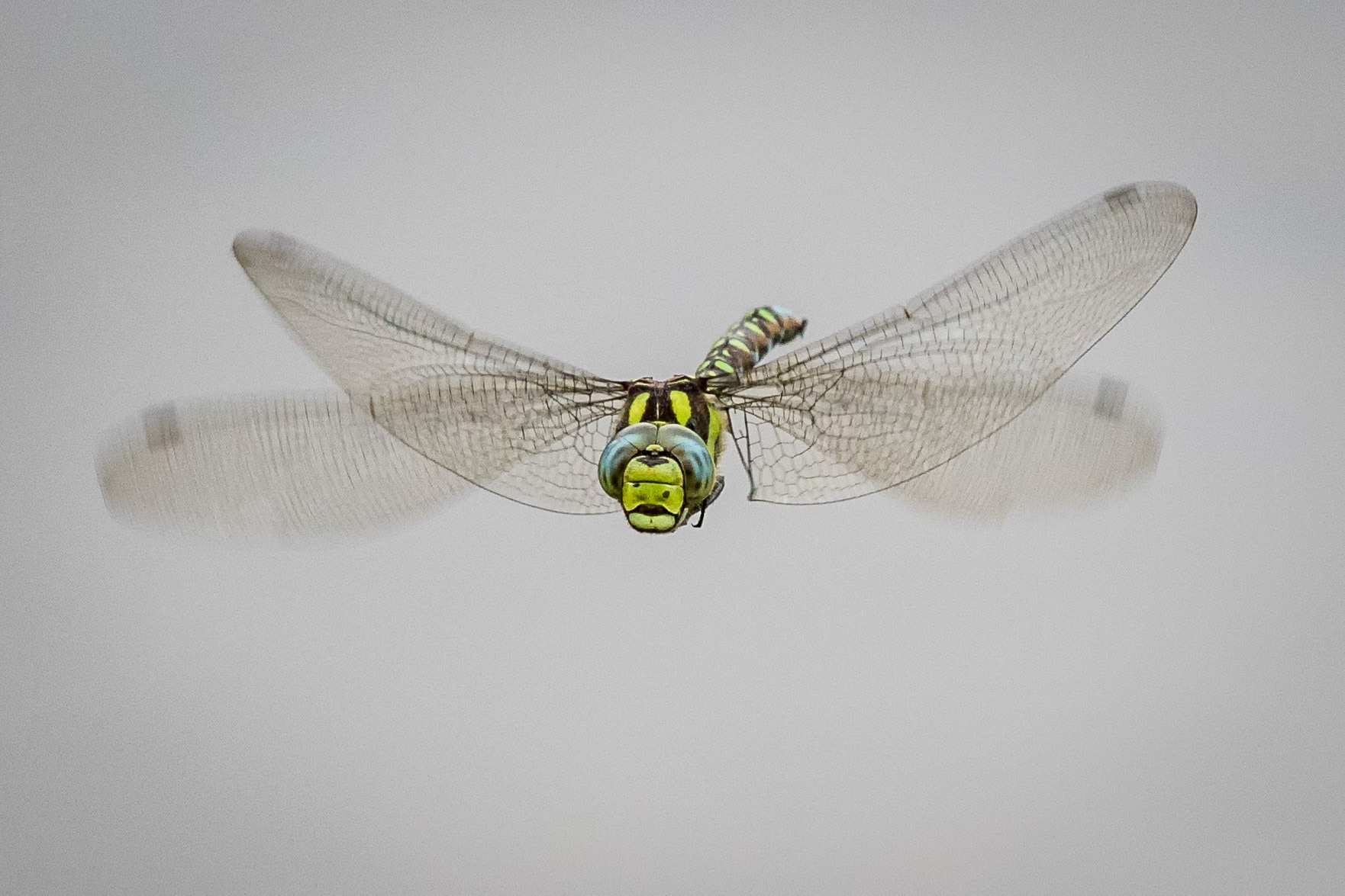 Emperor in Flight