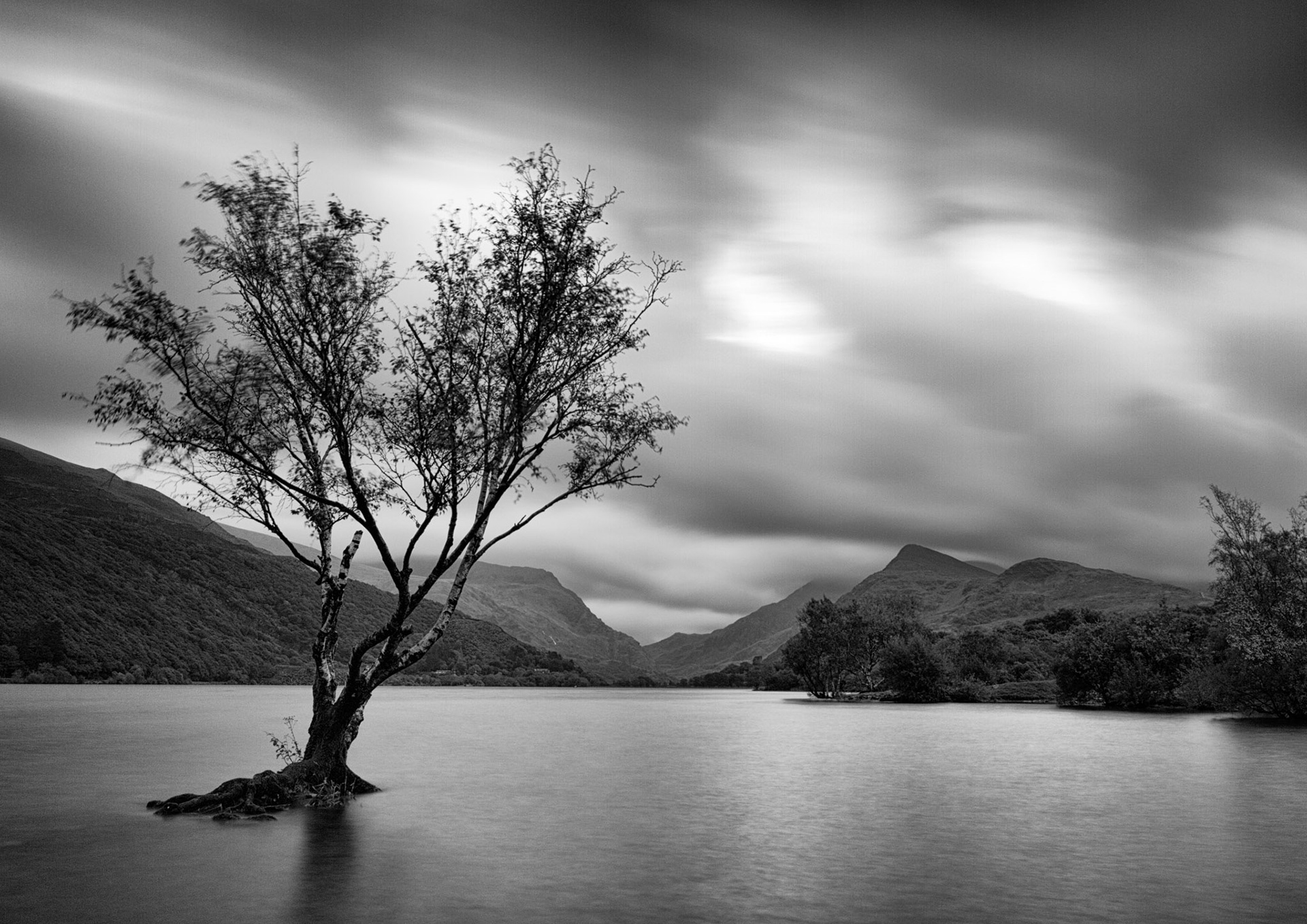 Lone Tree