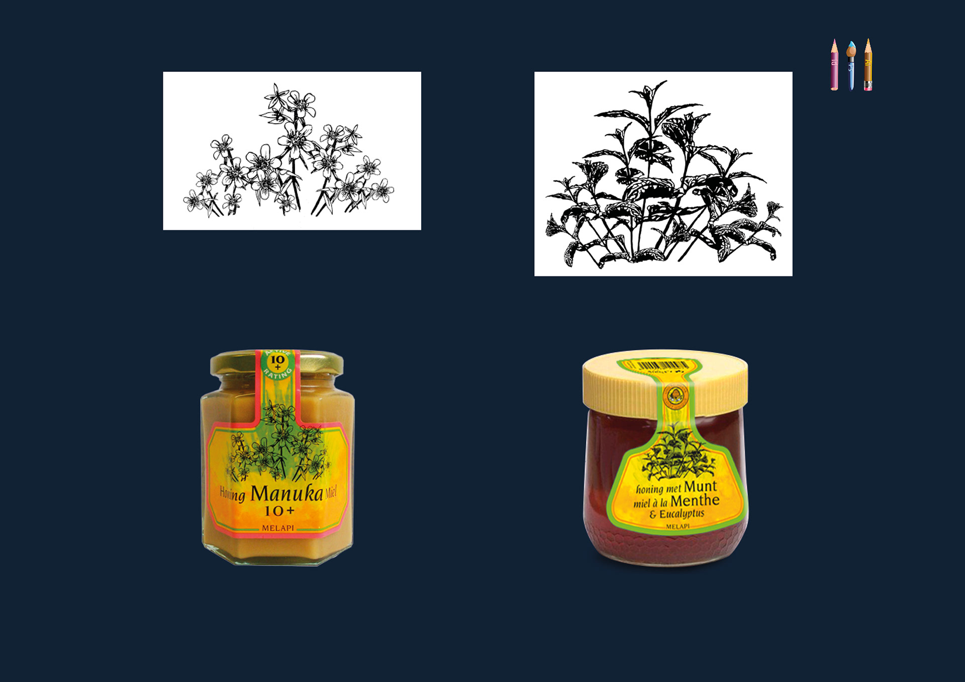 Illustrations for plants on honey