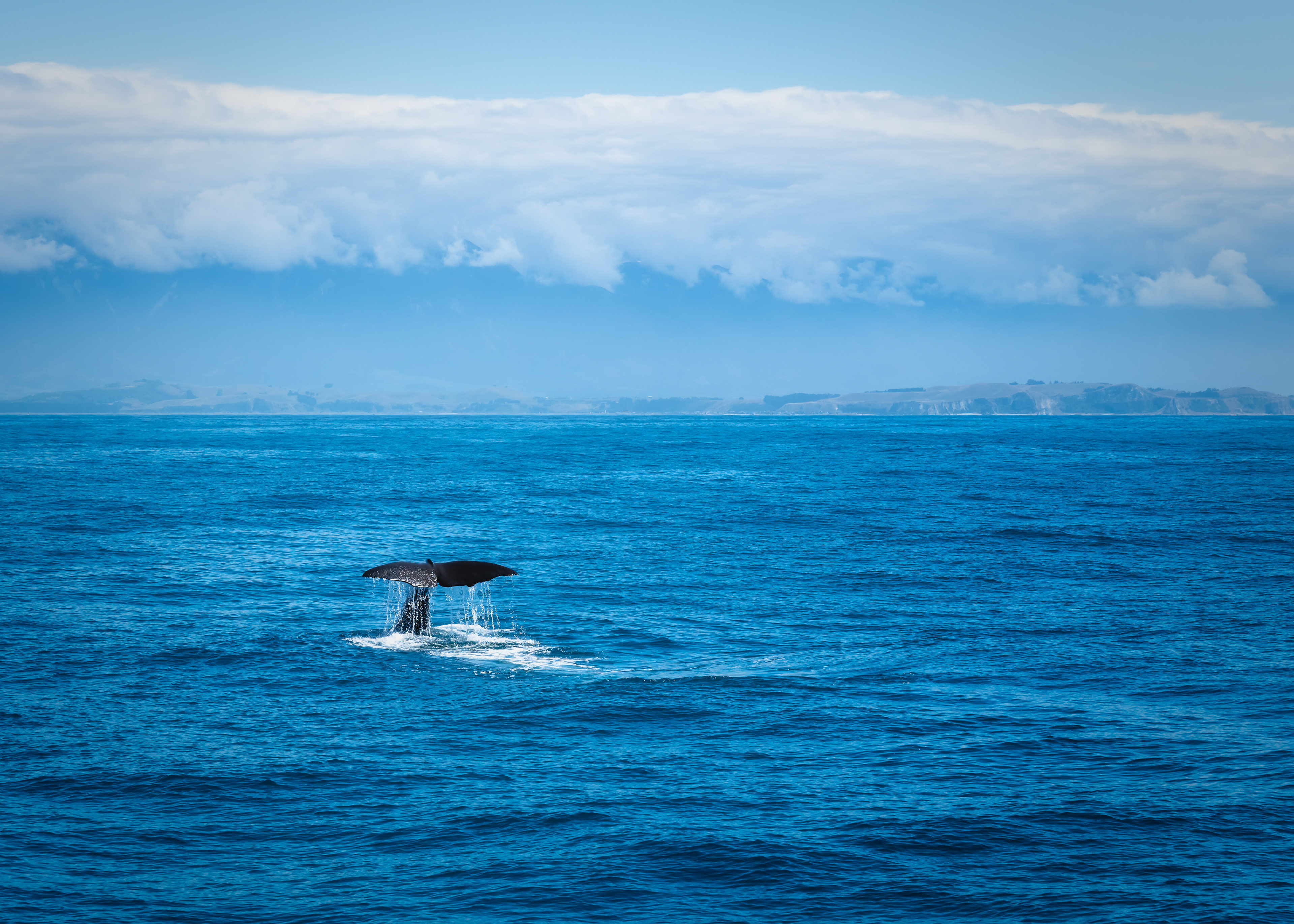 Tail of Sperm Whale, Kaikoura, New Zealand