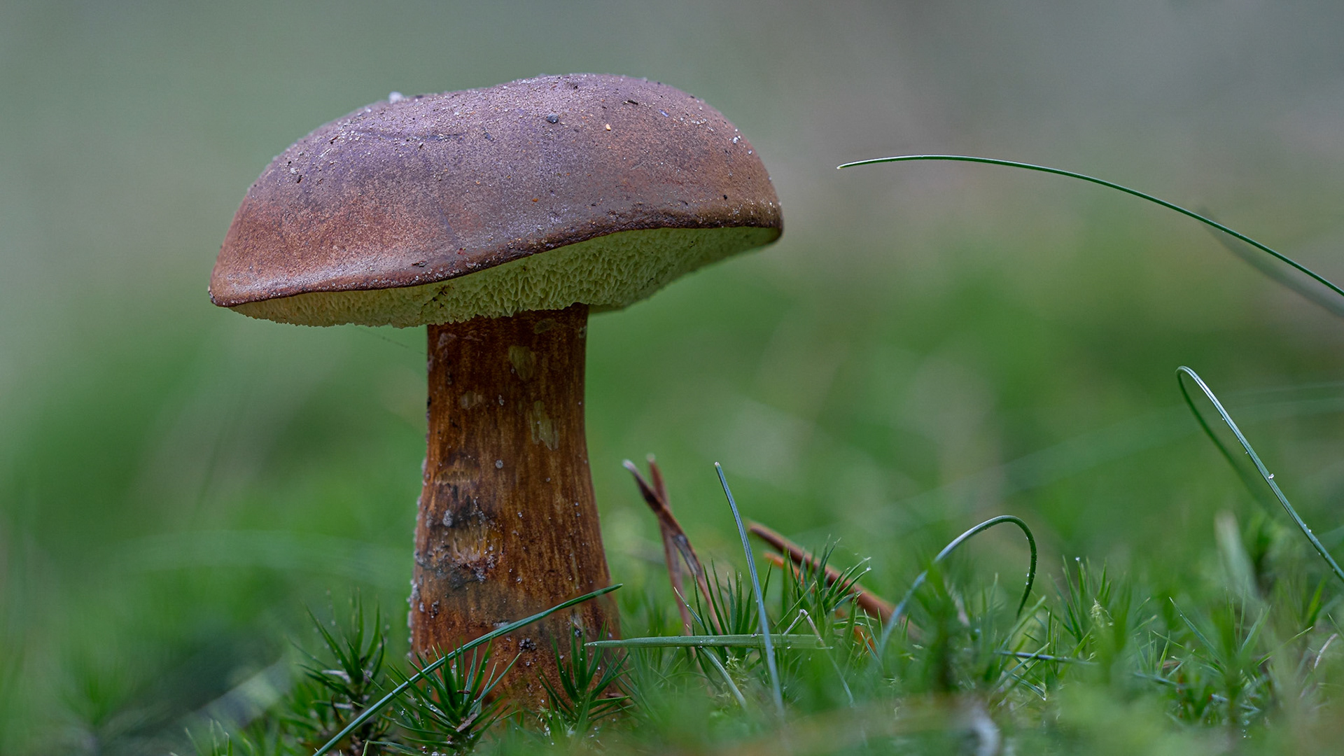 (©) fotoJAAP
