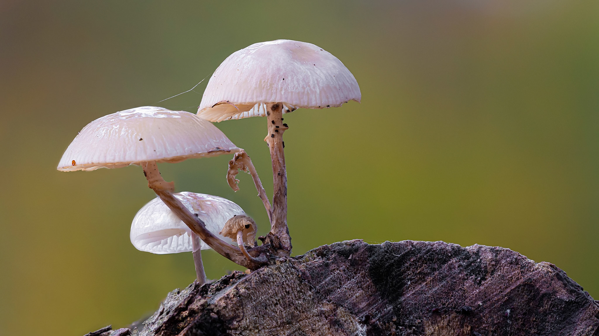 © fotoJAAP