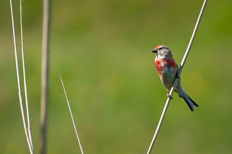 © fotoJAAP