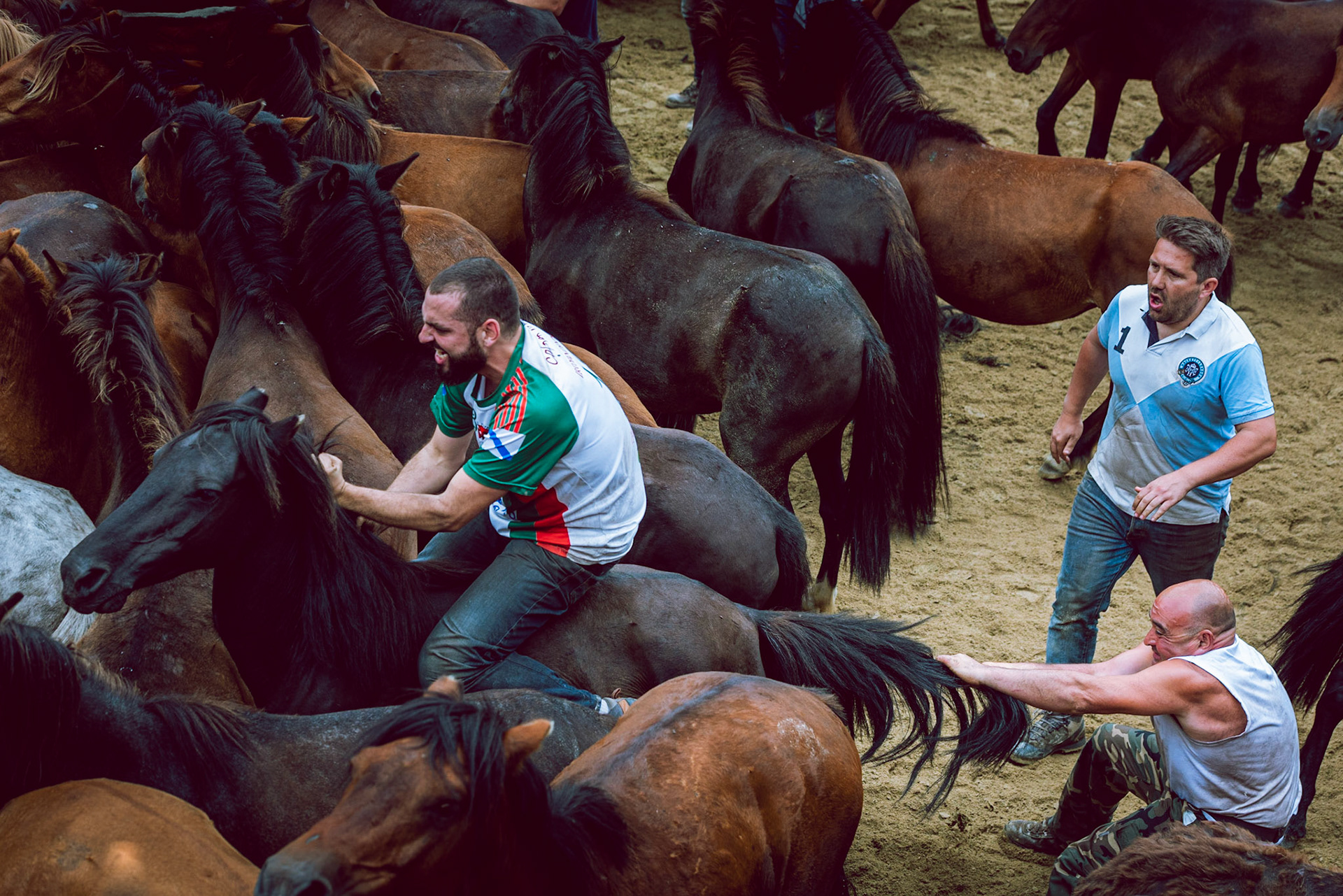 a cheval dans l arene lettres