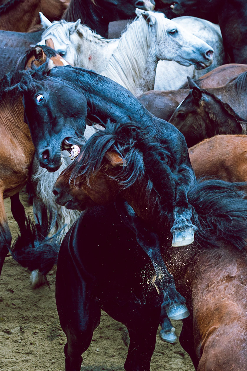 a cheval dans l arene lettres