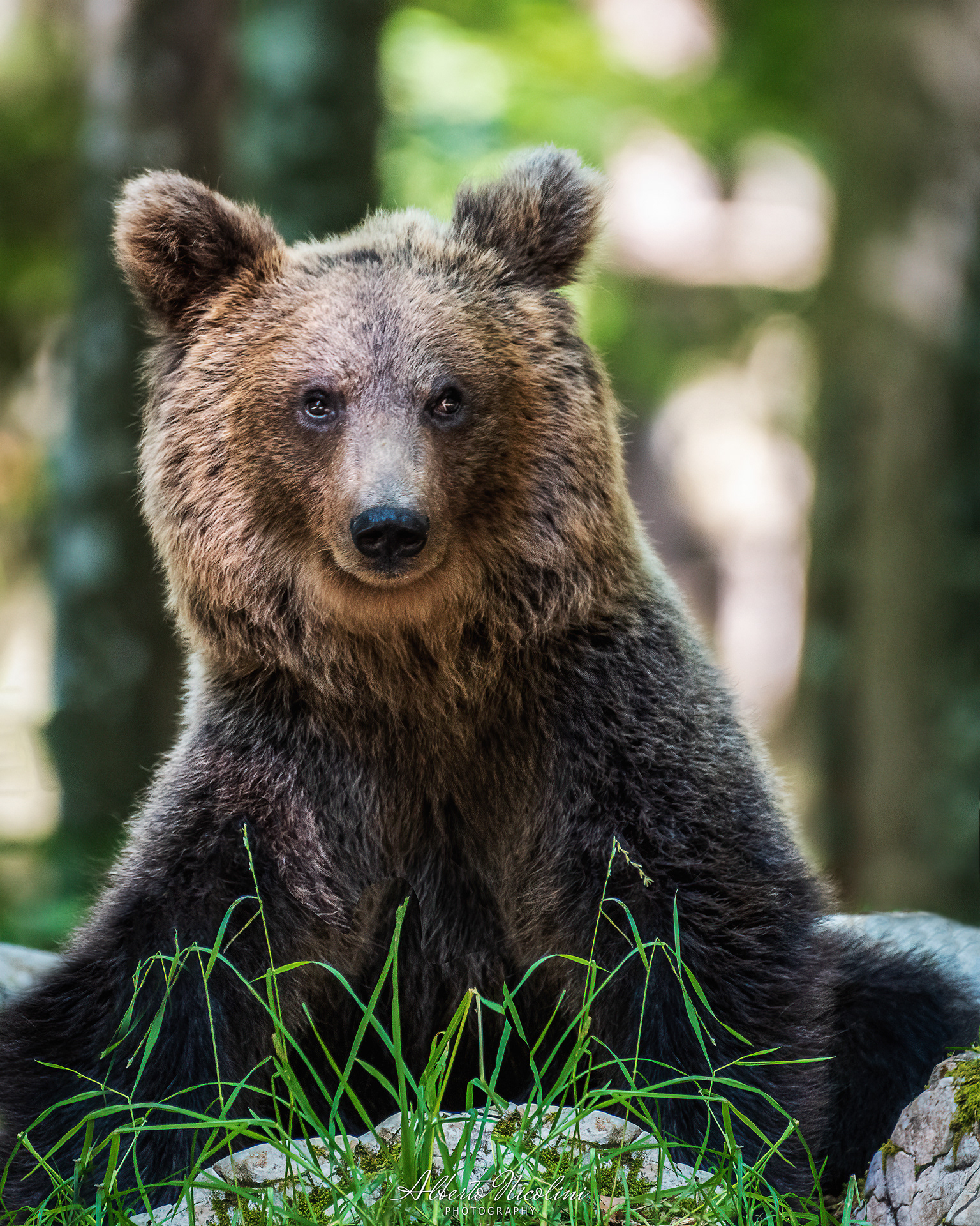Orso Bruno
