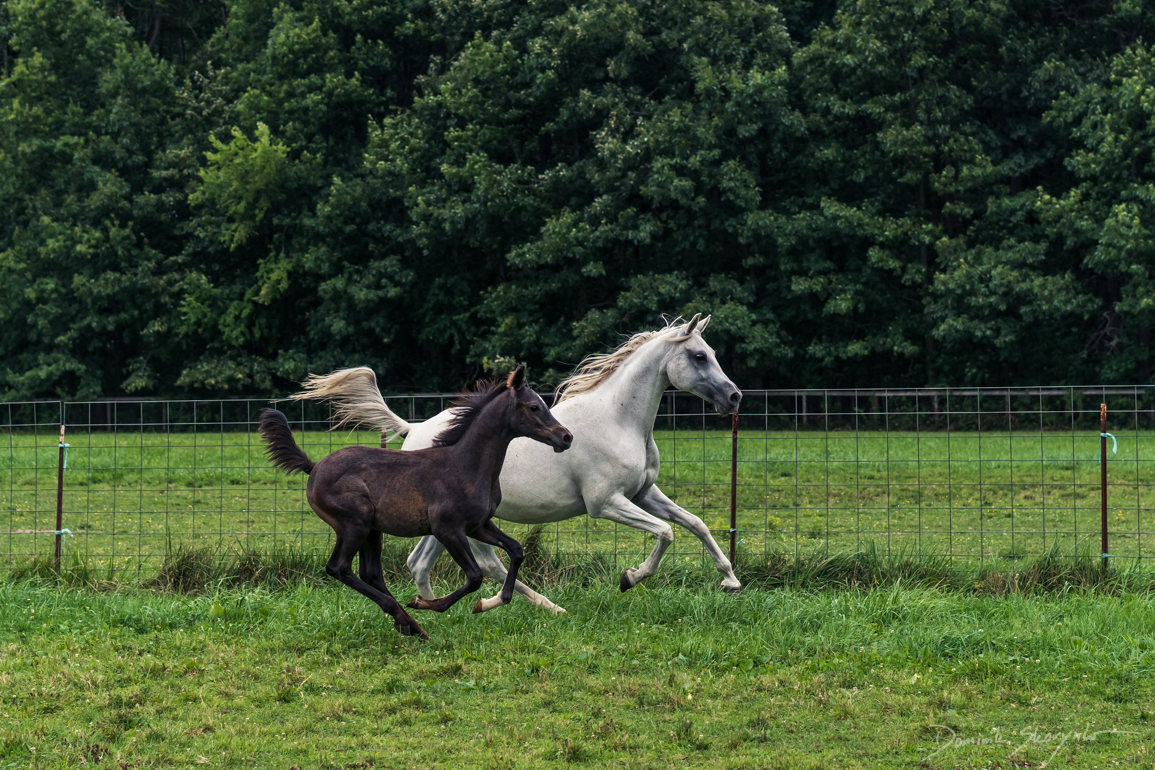 Mama Horse running with her recently born son.