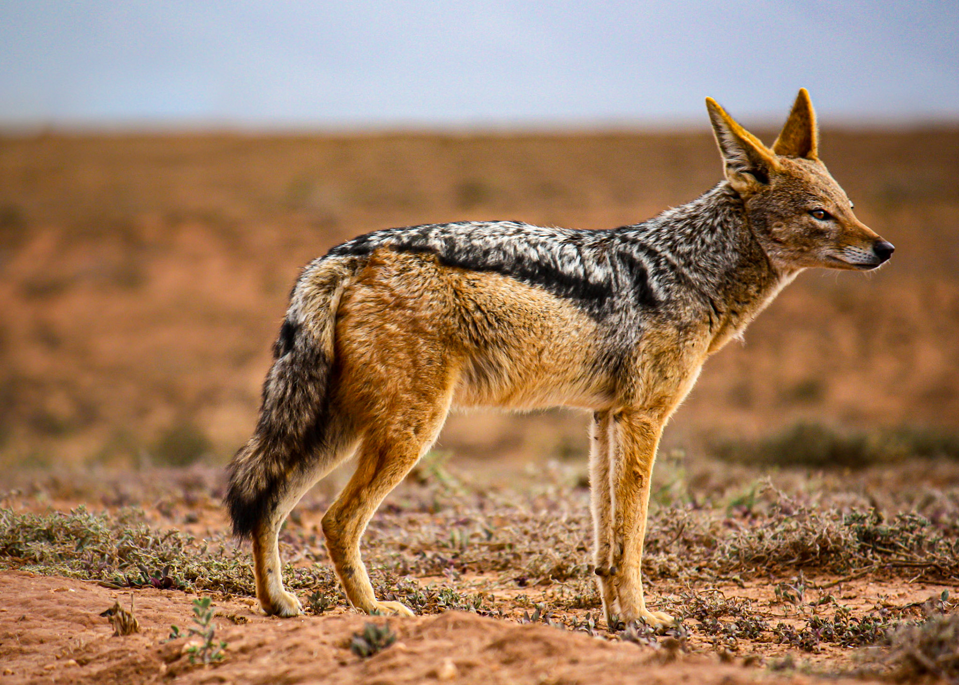 black-backed jackal planning the night