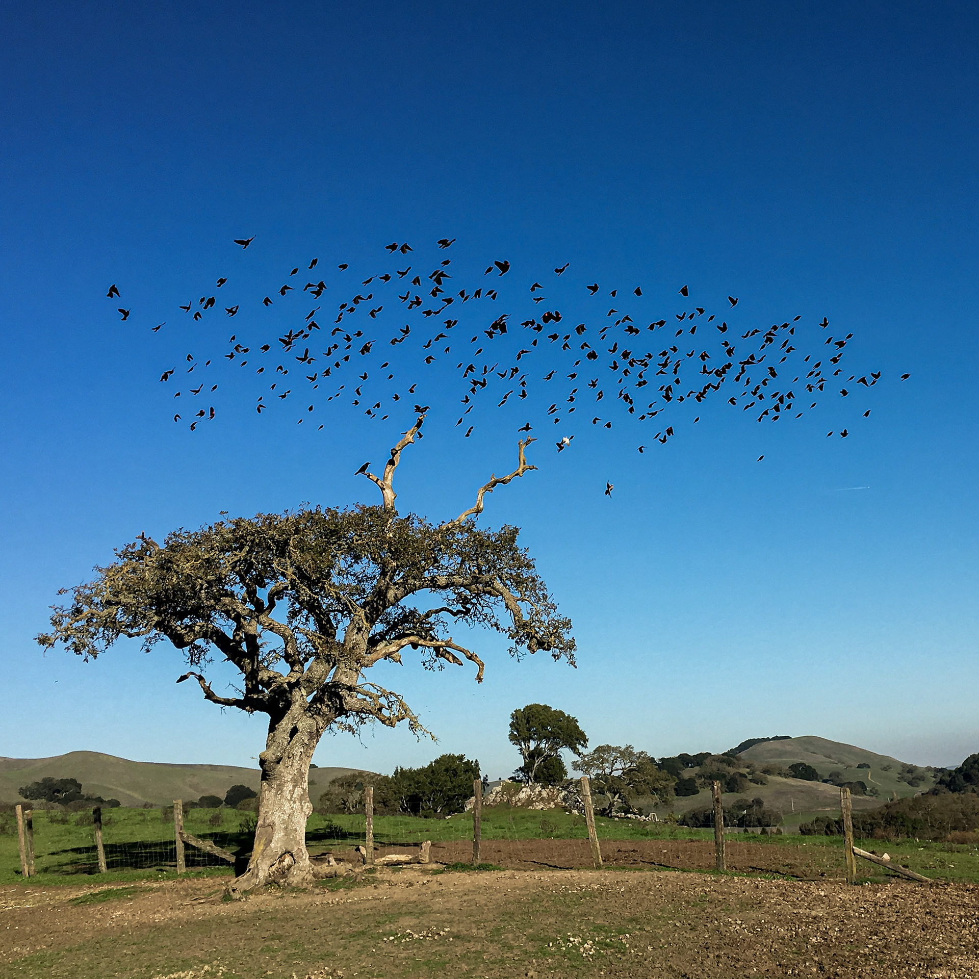 a flock of Tricolored blackbirds leave a tree