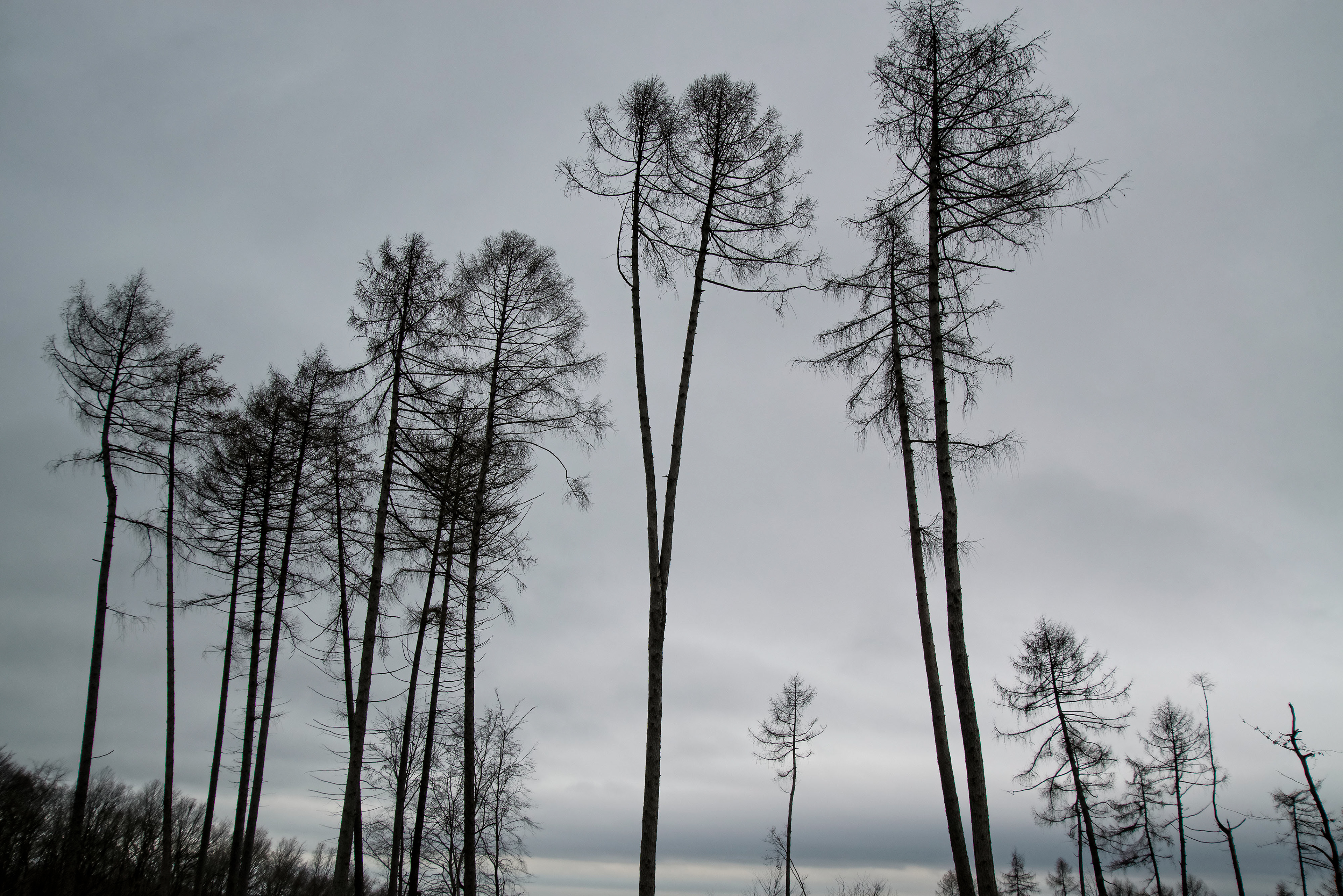Baumgerippe vor wolkenverhangenem Himmel Nähe Saalburg im Taunus
