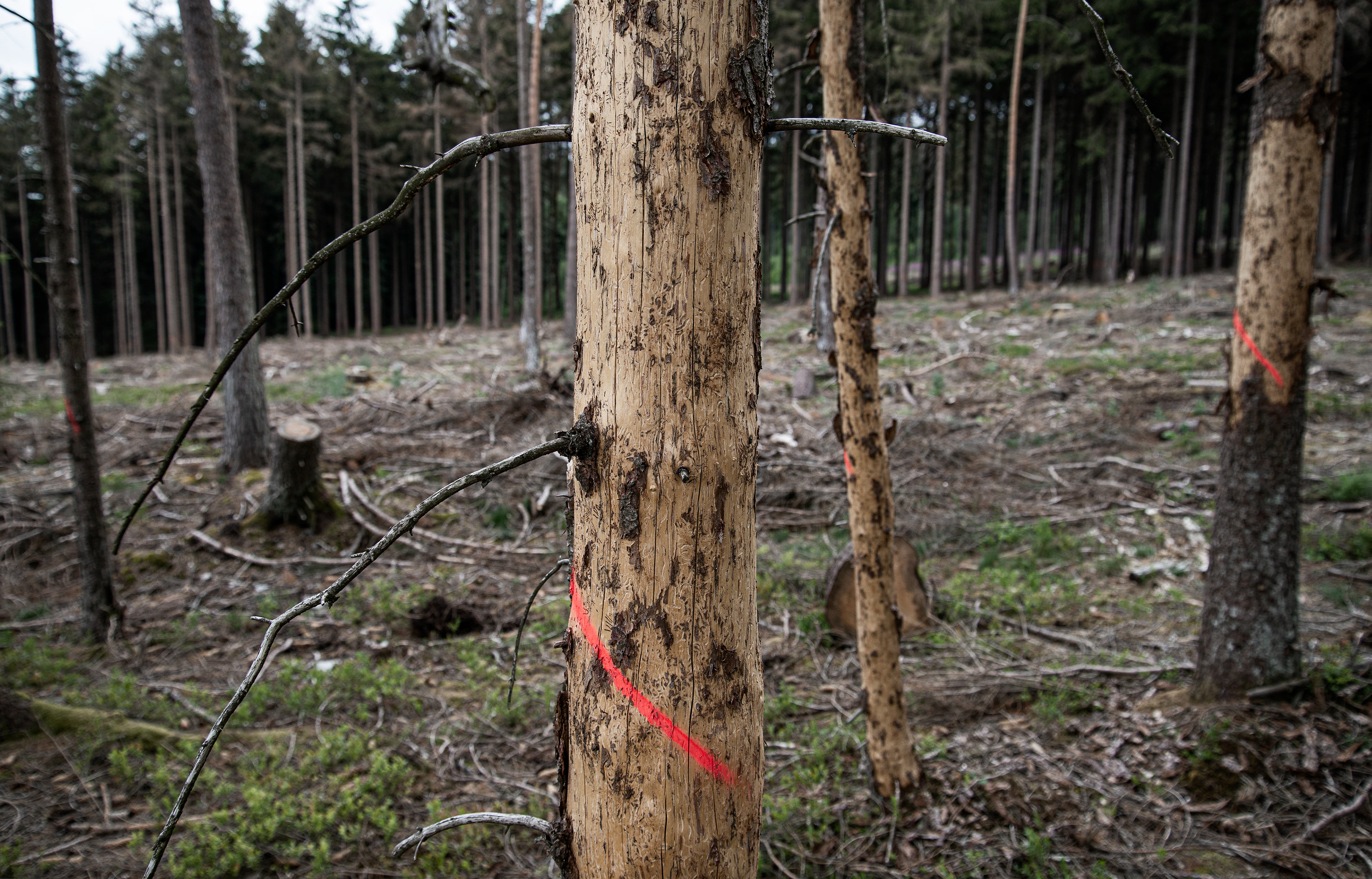 Bäume, nach Befall durch Borkenkäfer ohne Rinde mit einem kahlgeschlagenen Waldstück im Hintergrund.