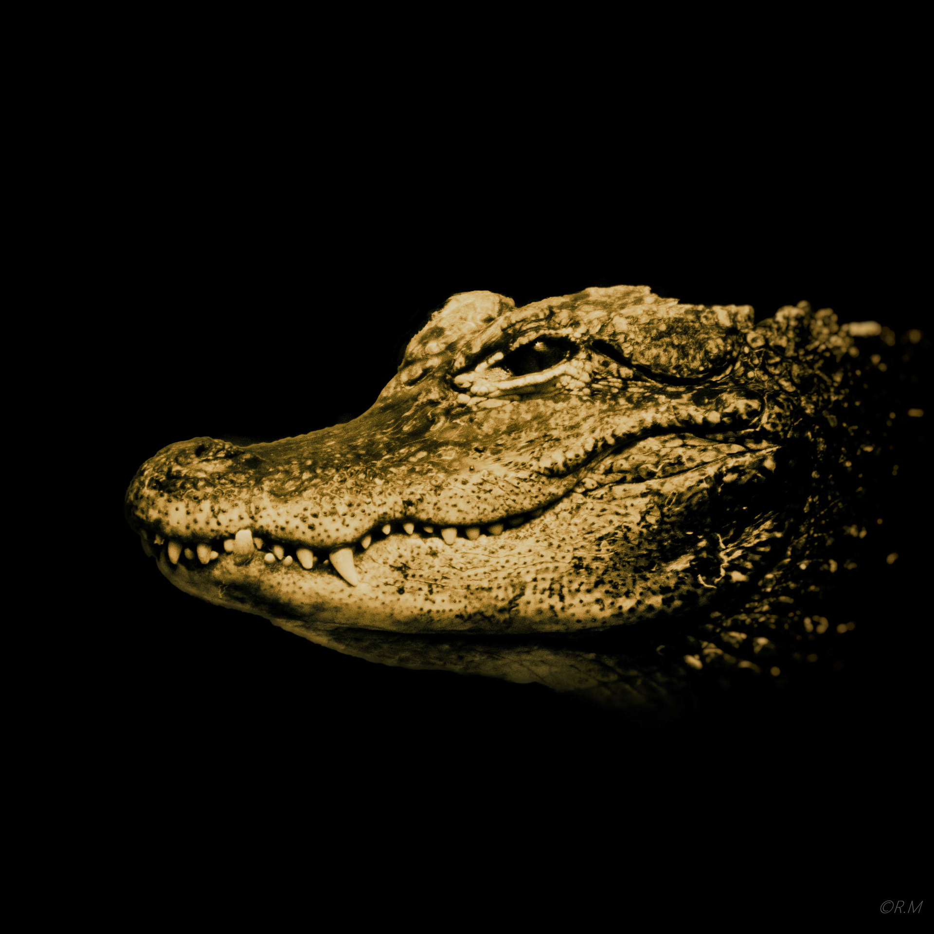 breedvoorhoofd krokodil