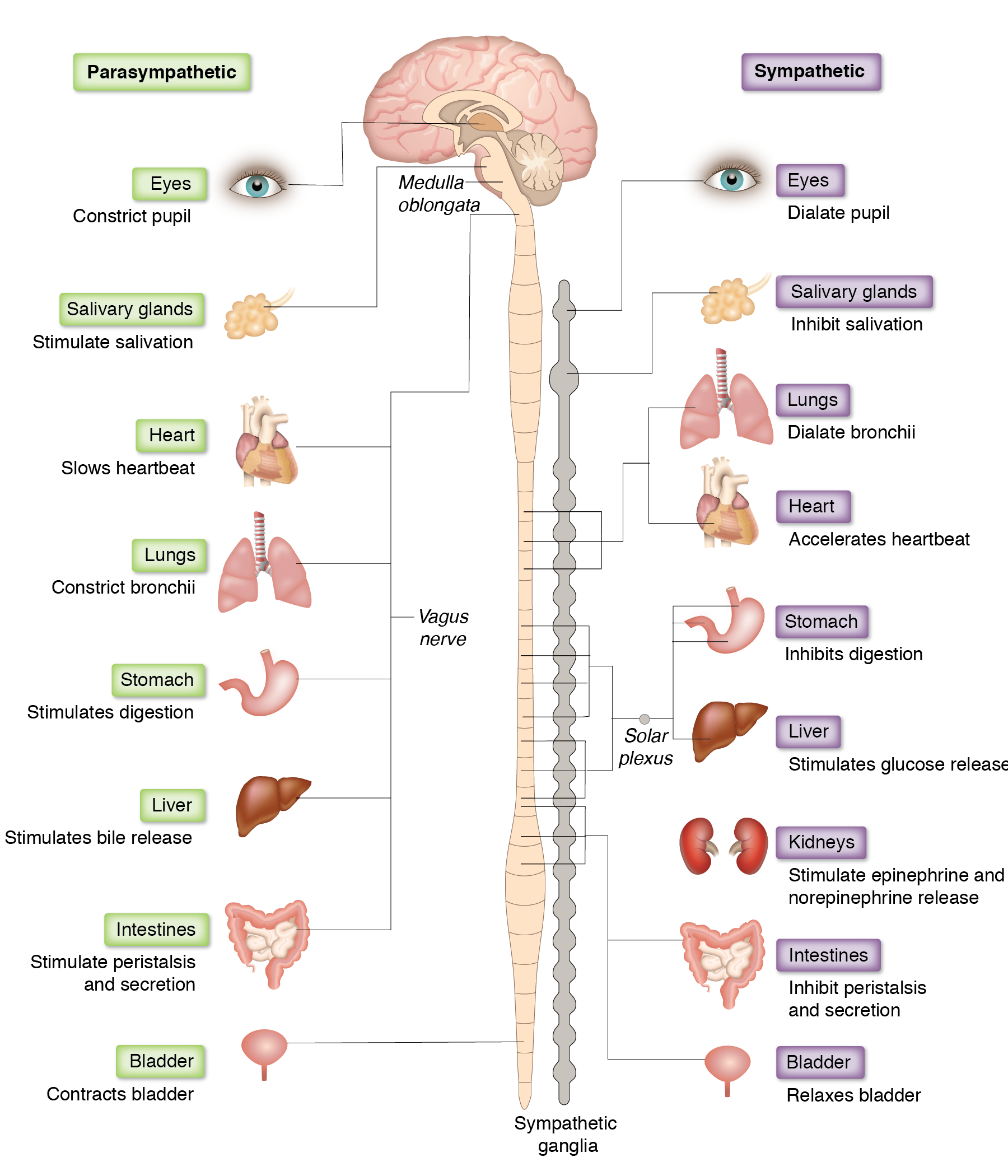 alexandra-gordon-sympathetic-parasympathetic-innervation-schema