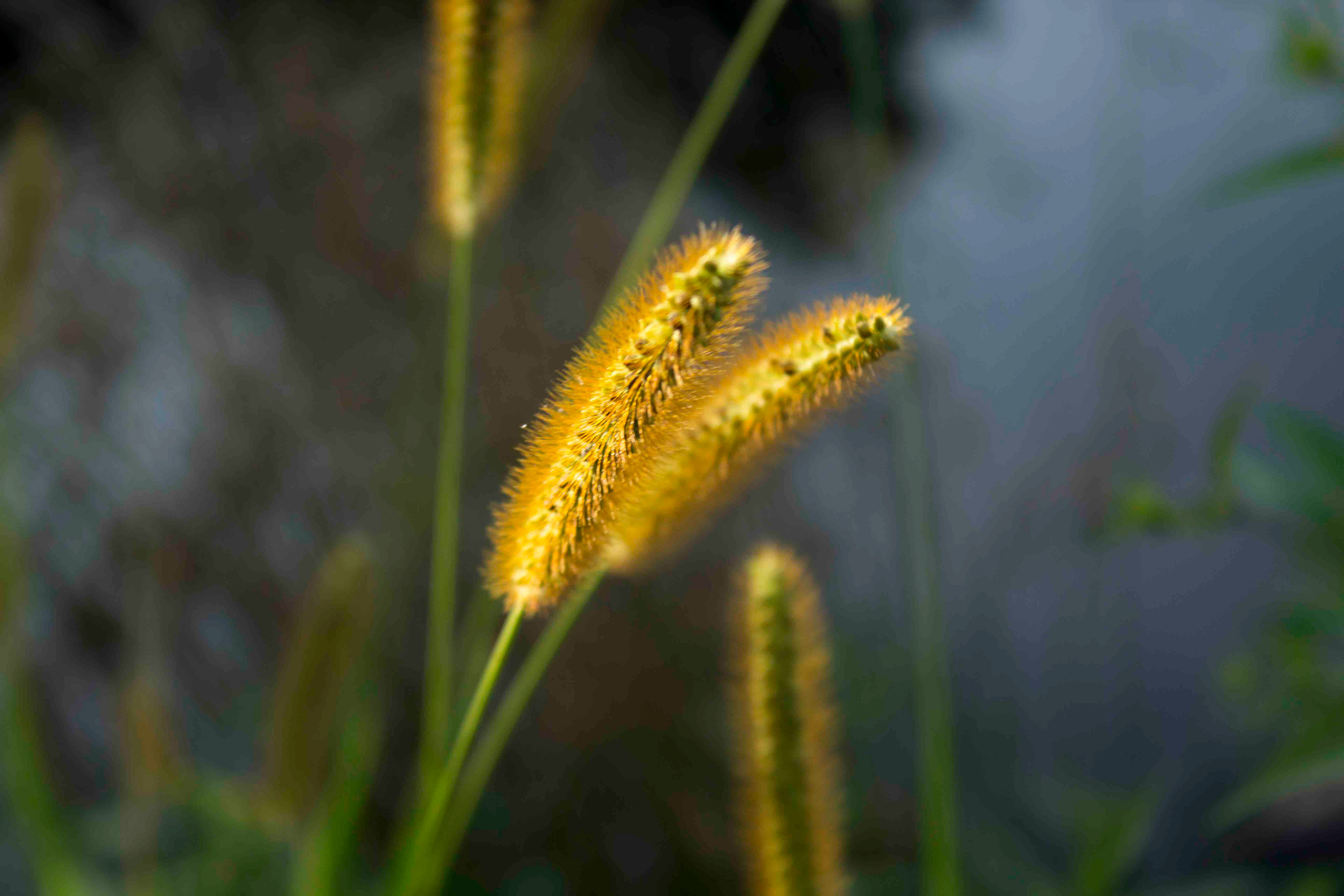 Macro shot of yellow weeds