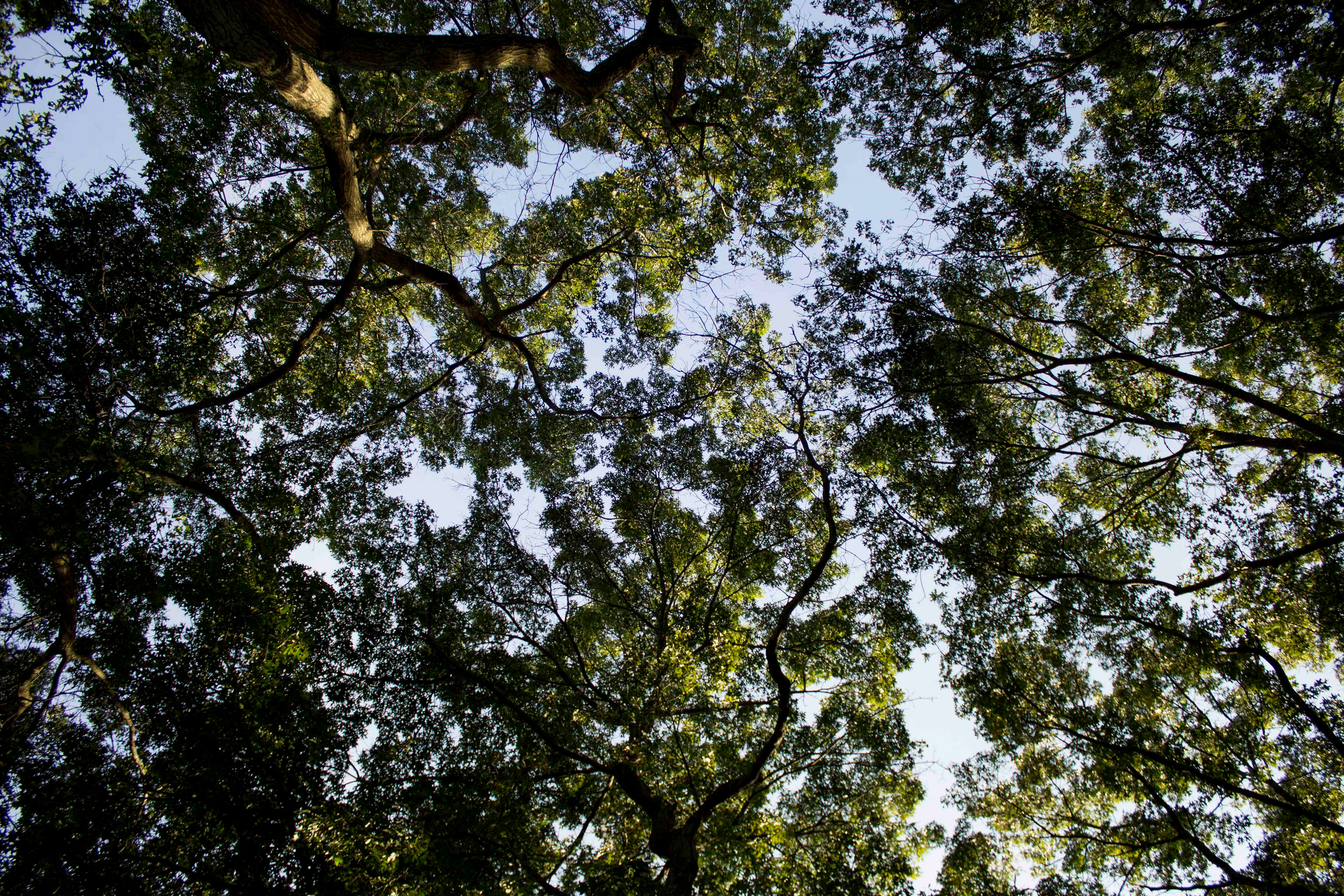 Looking up at trees