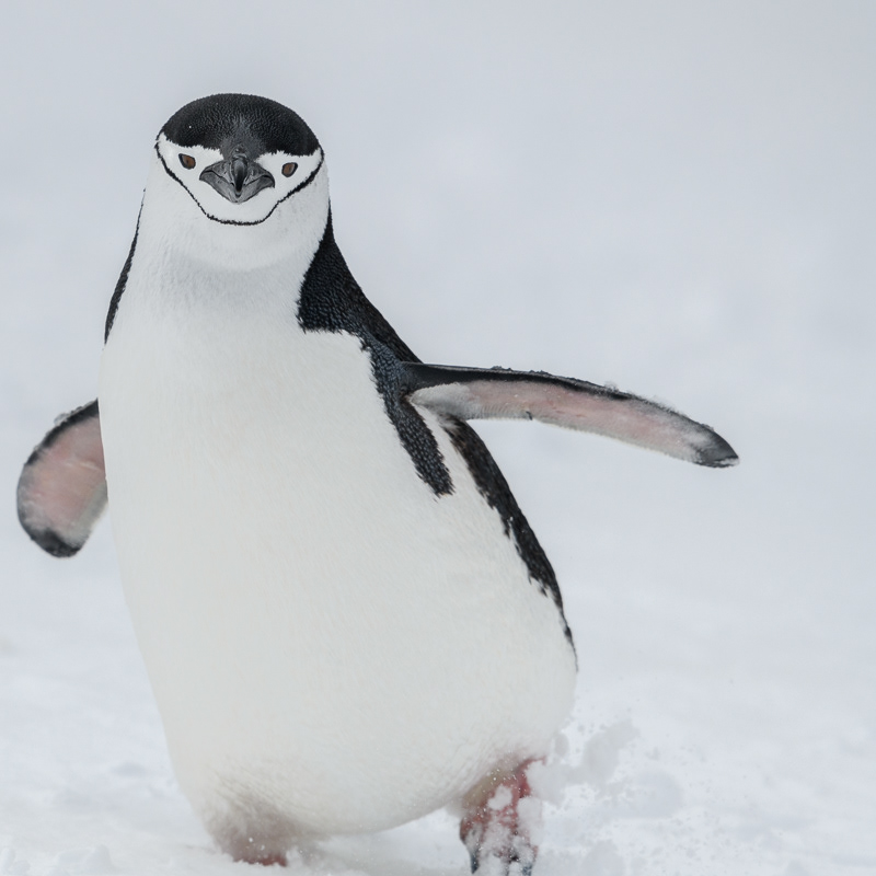 Chinstrap Penguin 5